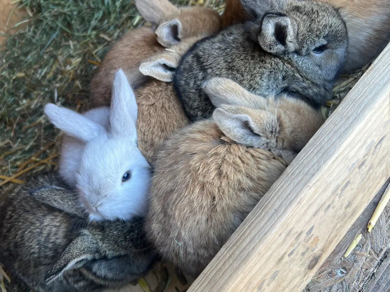 Billede 1 - Kaninunger