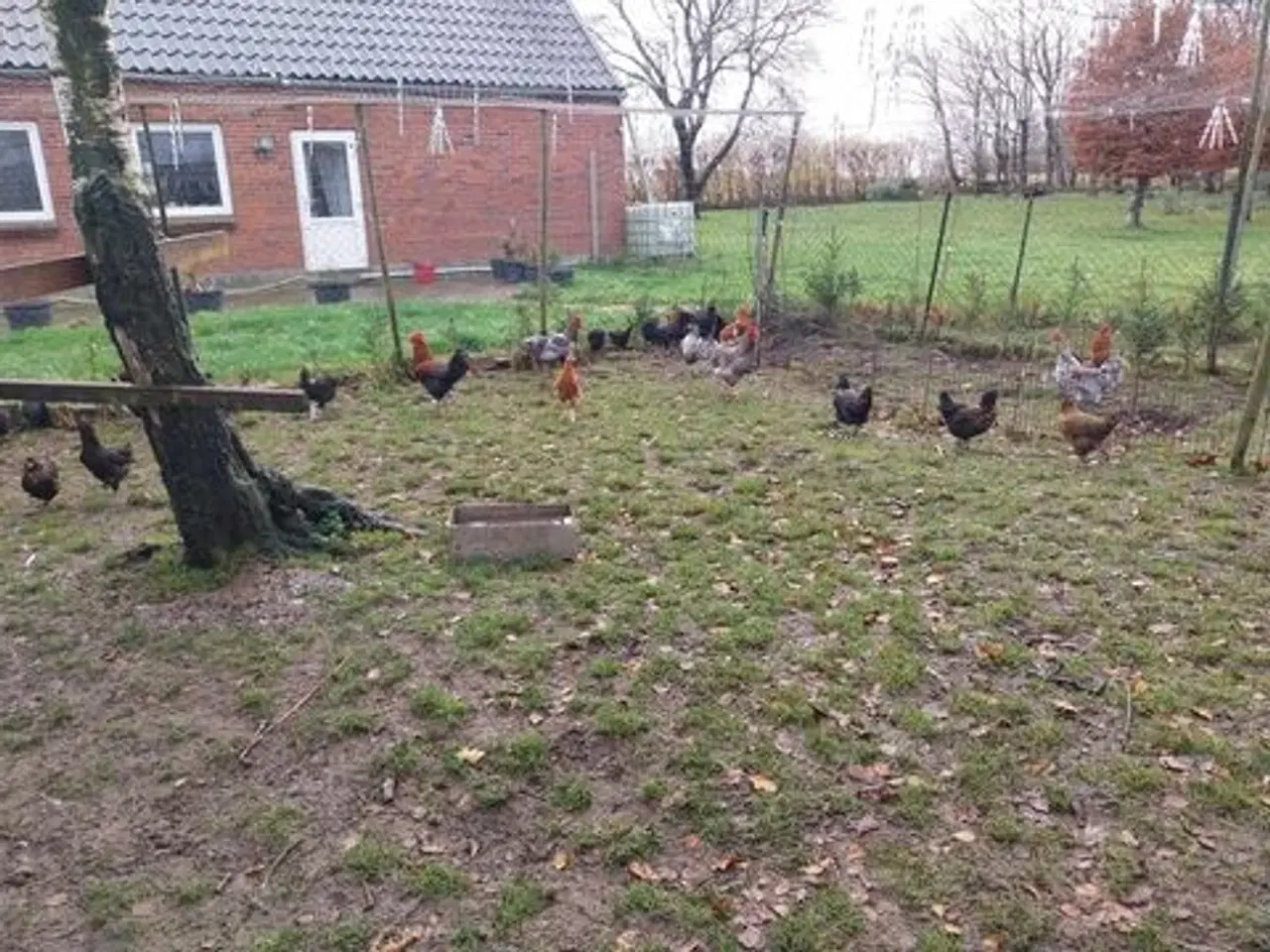 Billede 4 - En ung hane og tre i Zone 6818 er til salg.