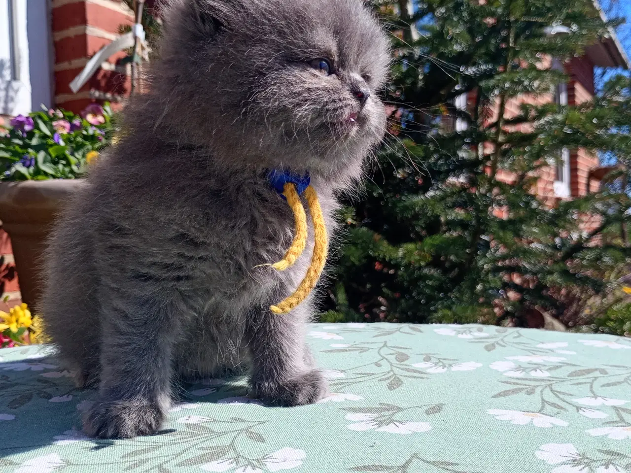 Billede 8 - British Longhair dreng