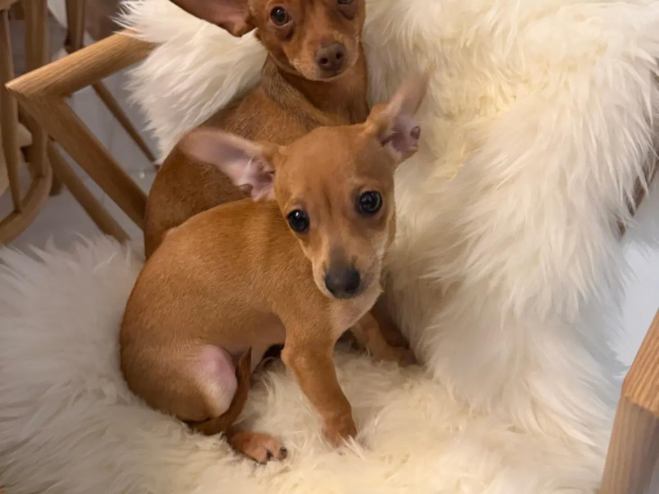 Billede 1 - ❤️🐾Prazsky Krysarik hvalp til salg – født d. 20/7