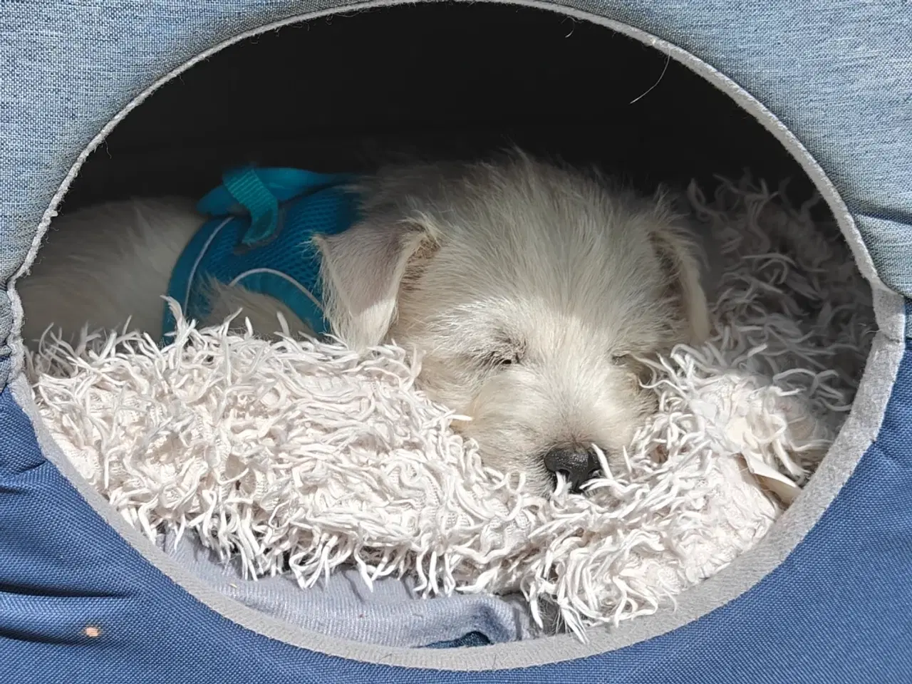 Billede 5 - Westie en han tilbage 