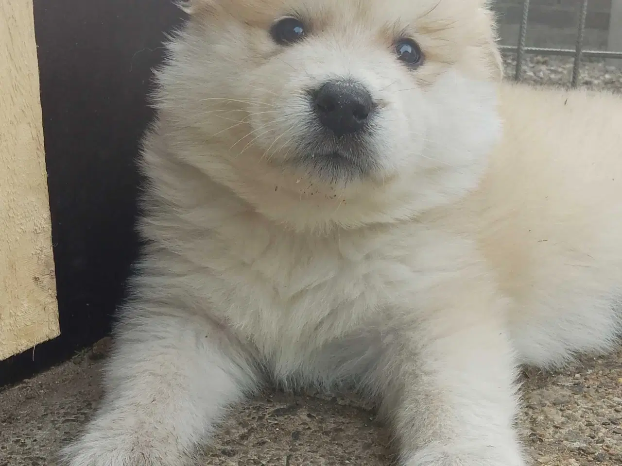 Billede 6 - Alaska Malamute Chow Chow tjekkiske ulvehund husky
