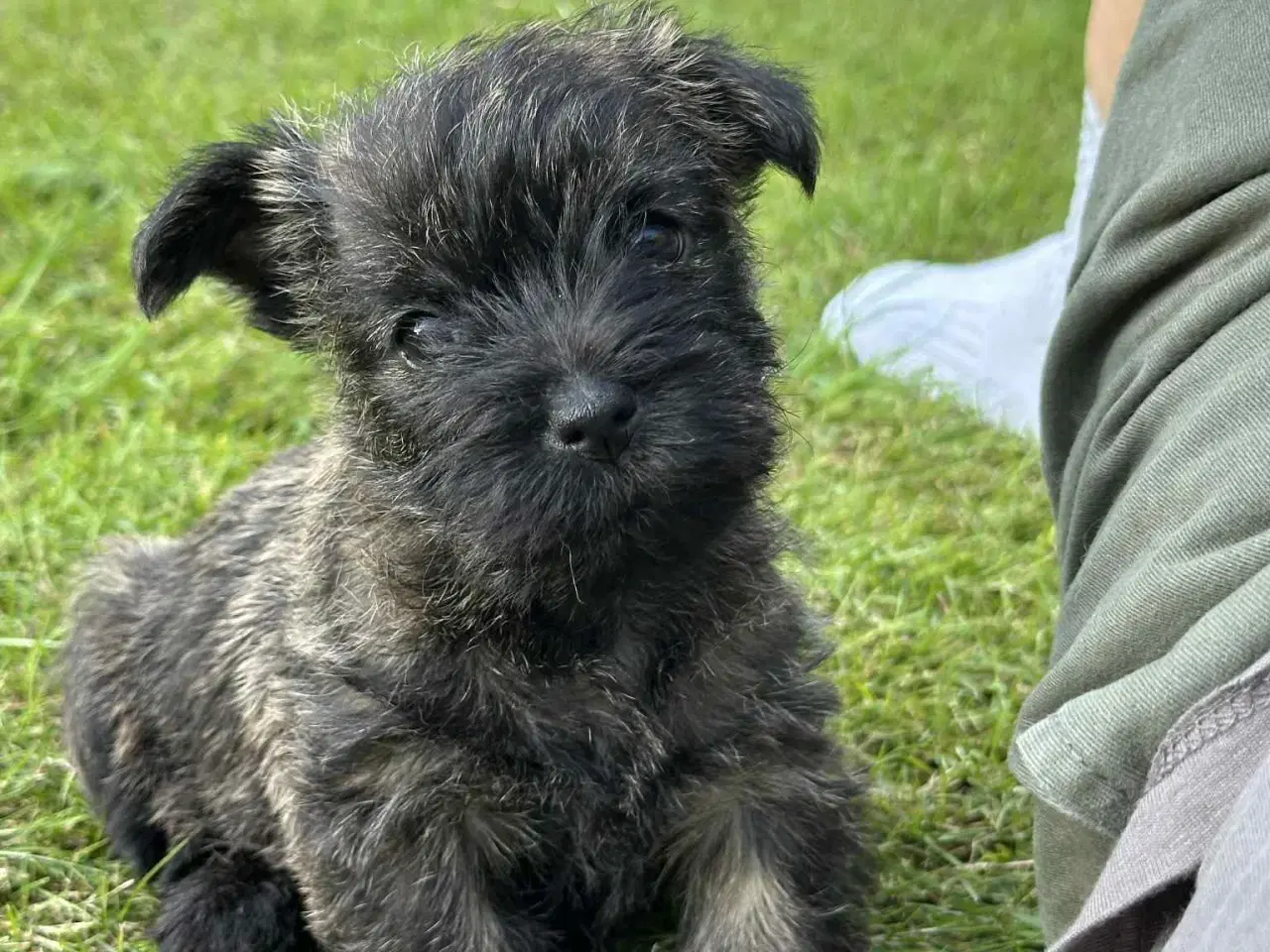 Billede 7 - Cairn terrier hvalpe, ægte uden stambog