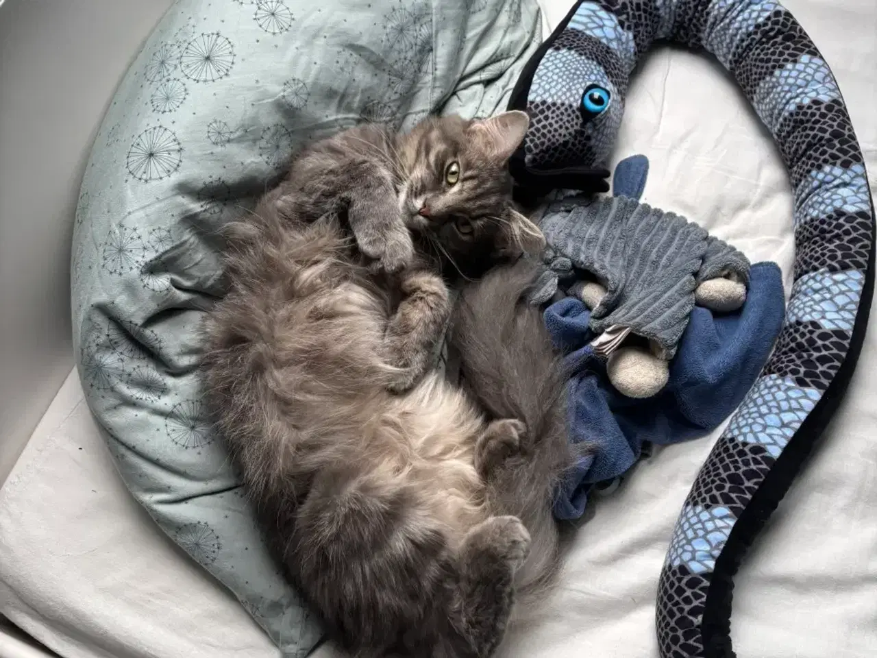 Billede 15 - Frida og Findus søger nyt hjem