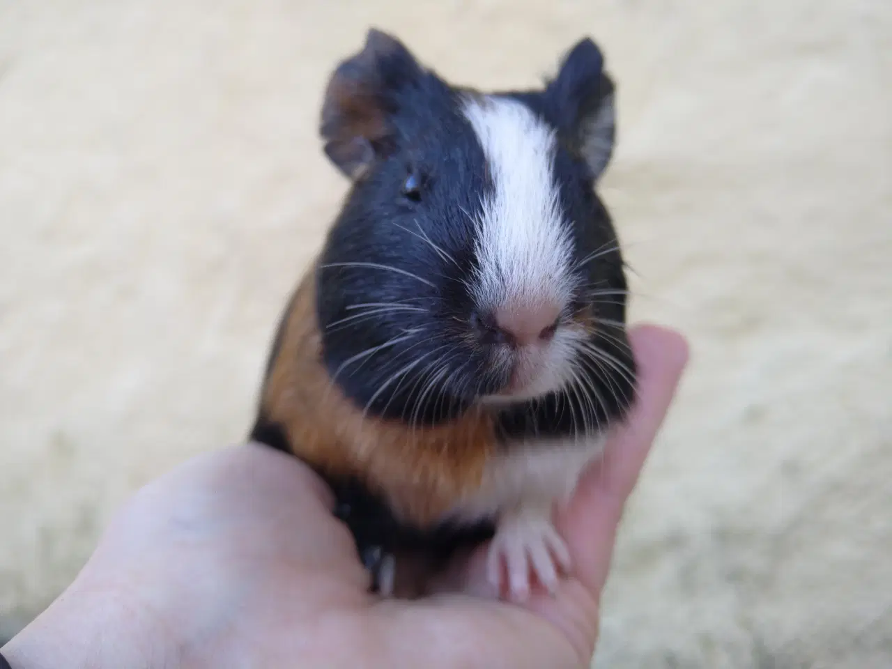 Billede 1 - 2 søstre