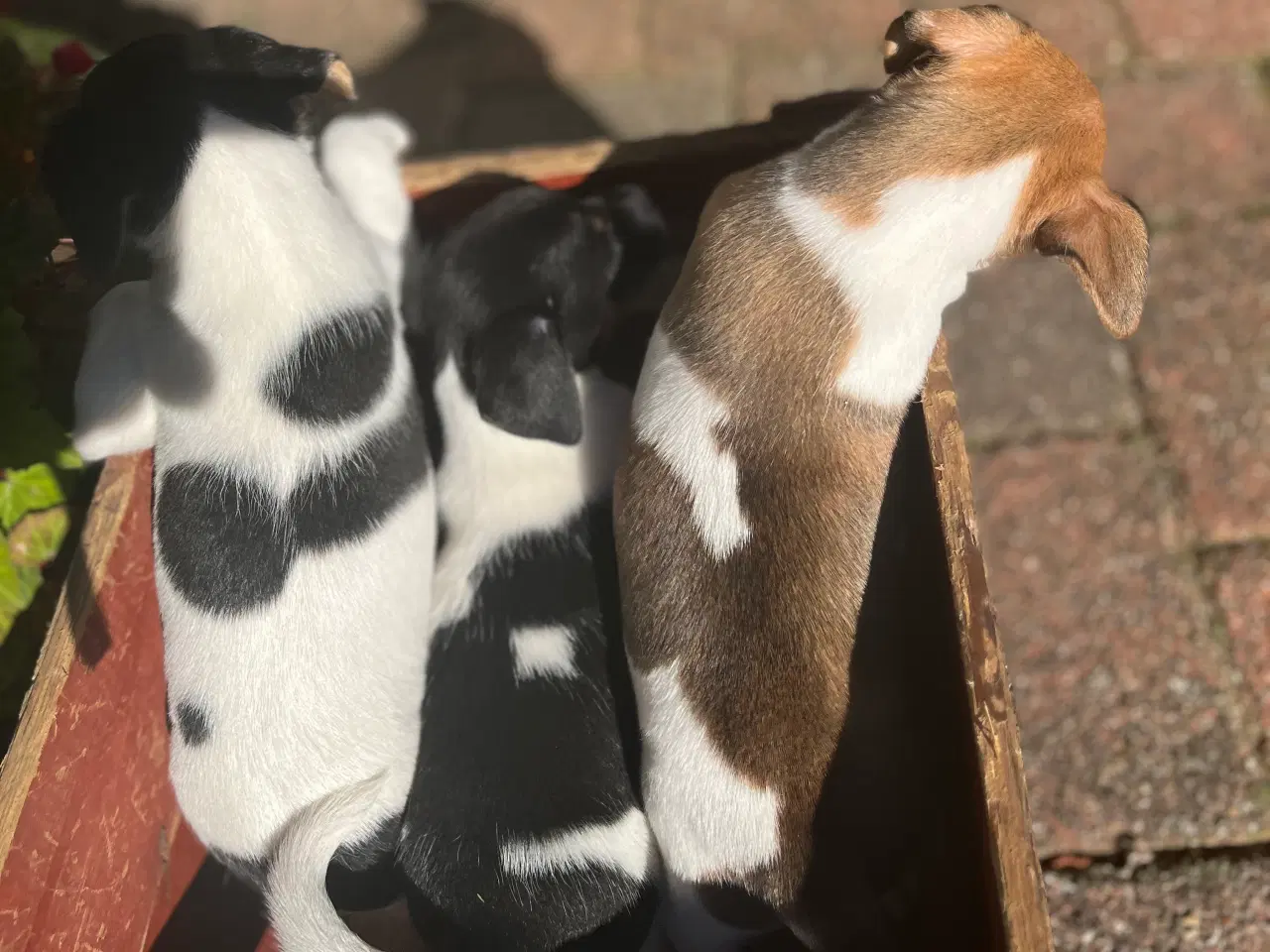 Billede 4 - Dansksvensk Gårdhund hvalpe
