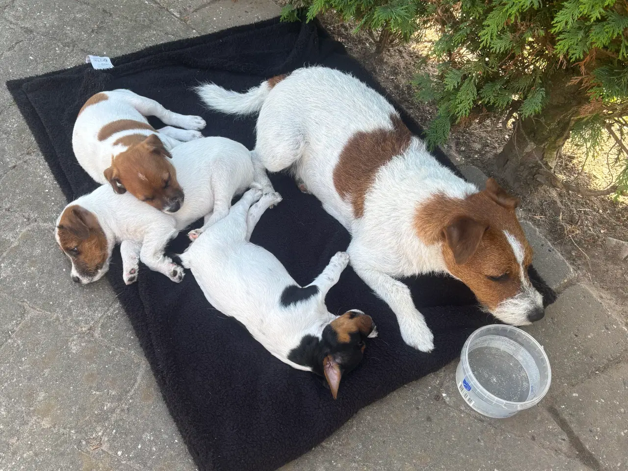 Billede 6 - Jack russel tæve 
