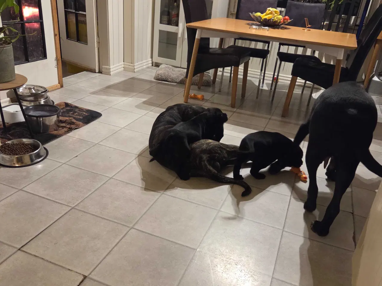 Billede 2 - Cane Corso hvalpe