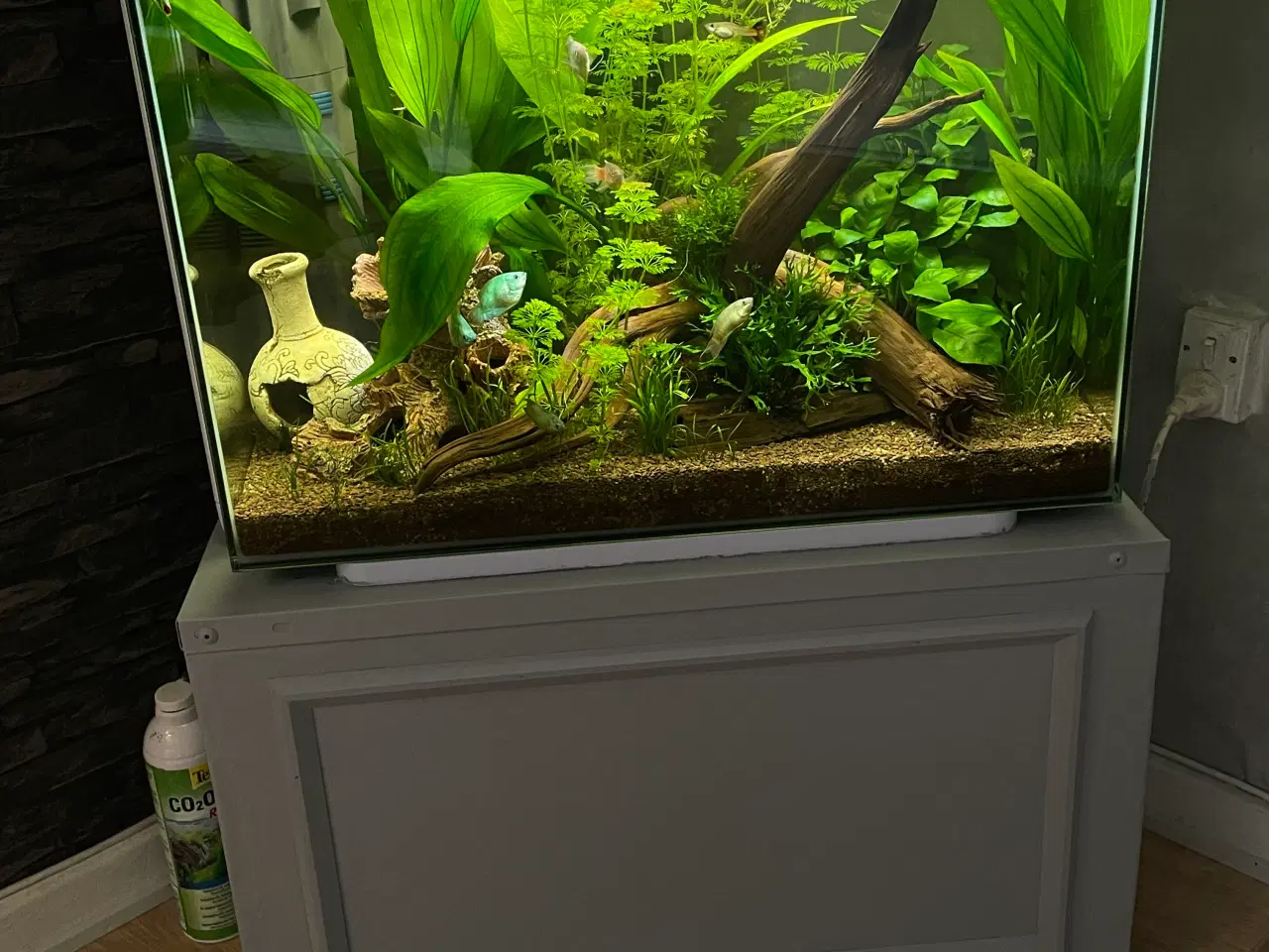 Billede 2 - Akvarie med fisk
