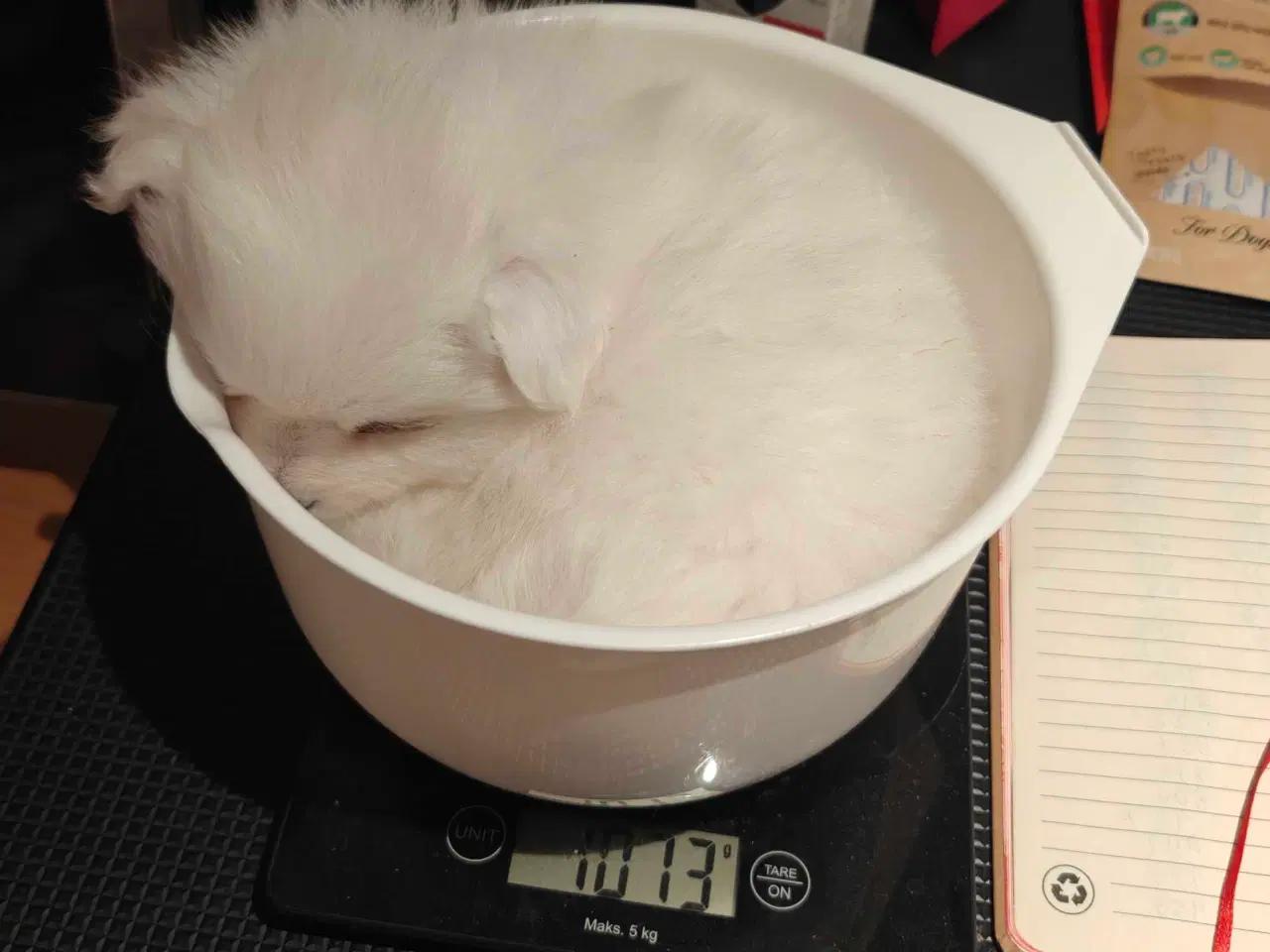 Billede 7 - Japansk spids hvalpe 🥰