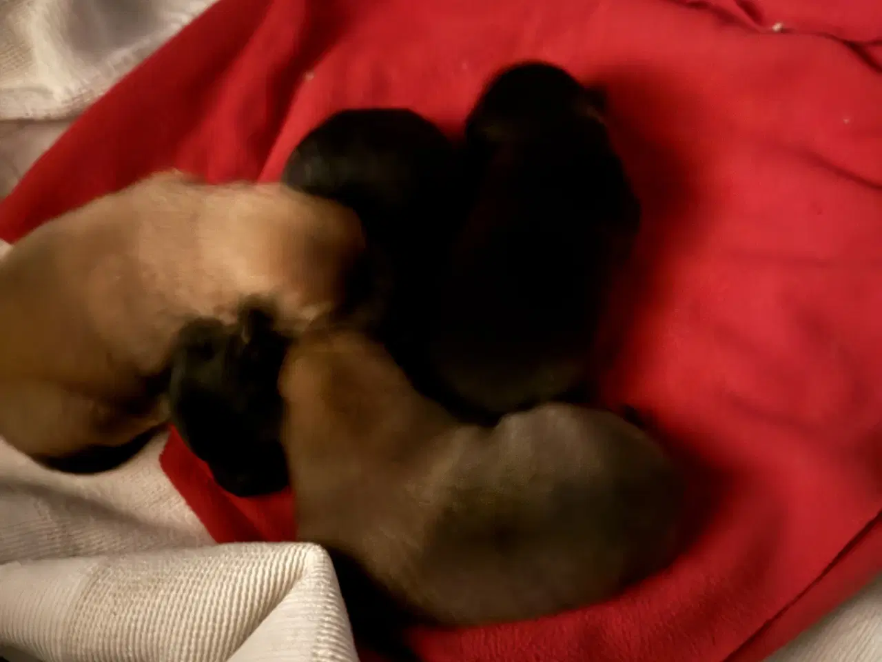 Billede 2 - Pomeranian hvalpe