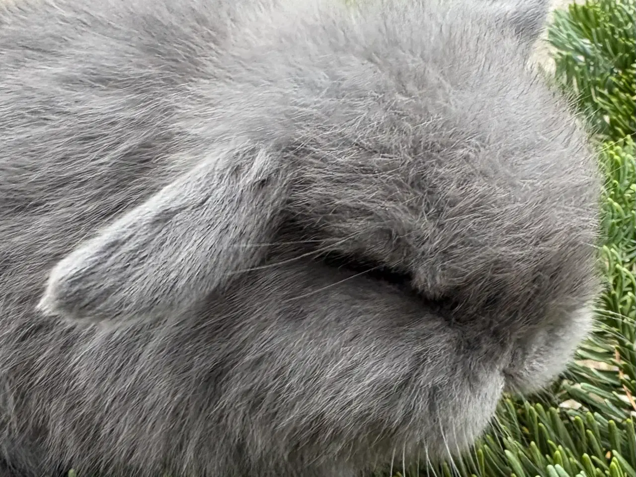 Billede 4 -  Skønne Minilops 