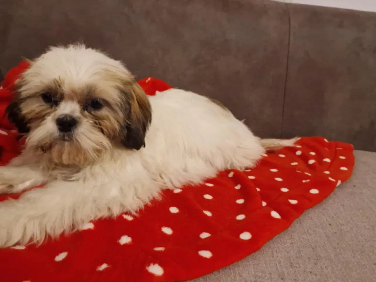 Billede 3 - Shih tzu bamser