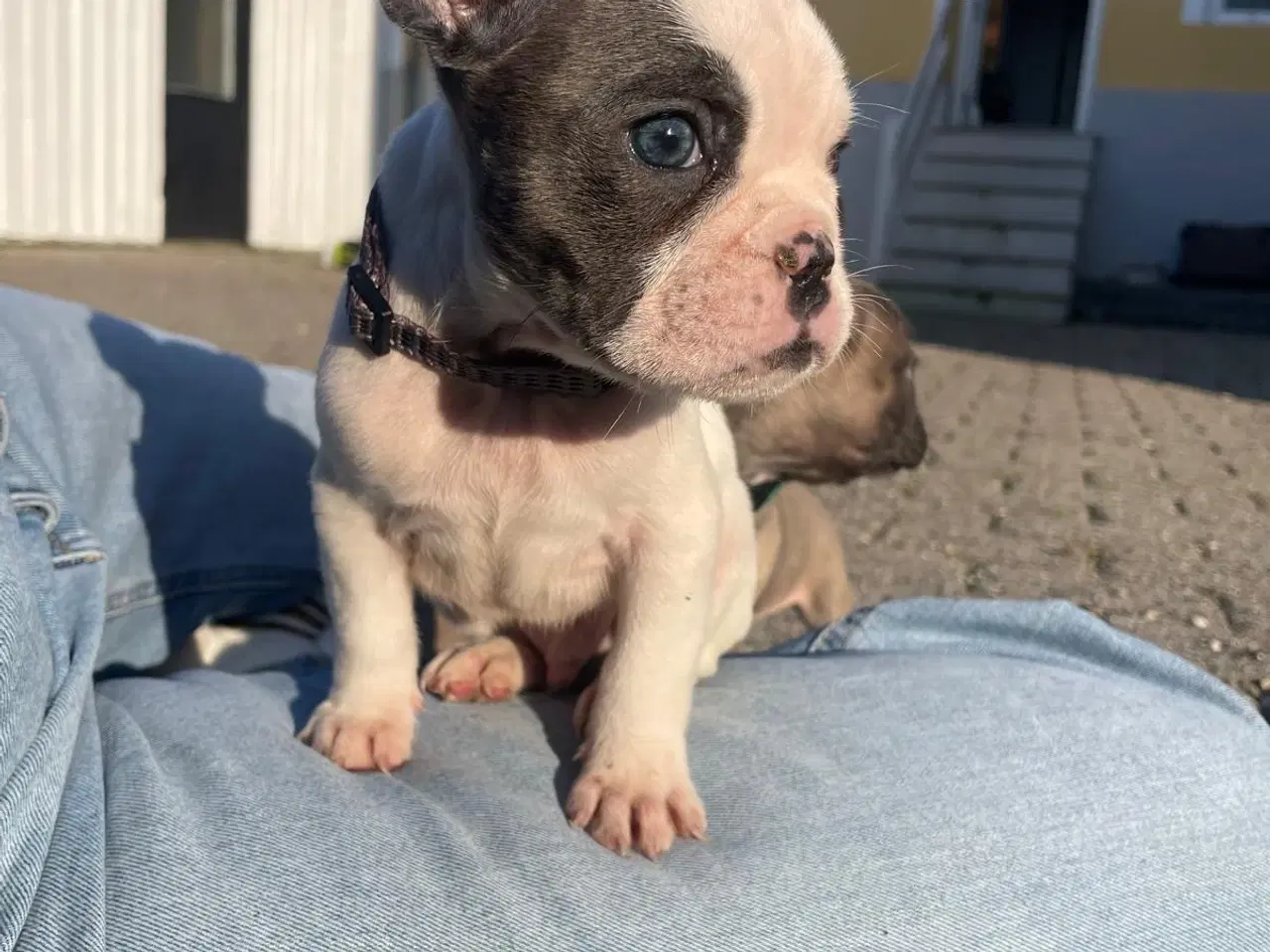 Billede 5 - Fransk Bulldogge Hvalpe