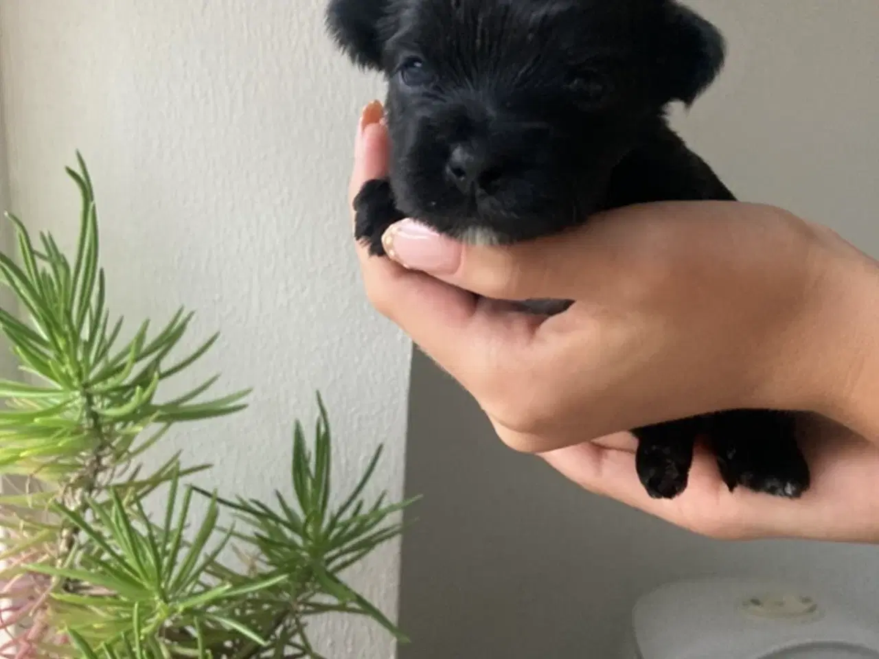 Billede 2 - Yorkshir terrier hvalpe 
