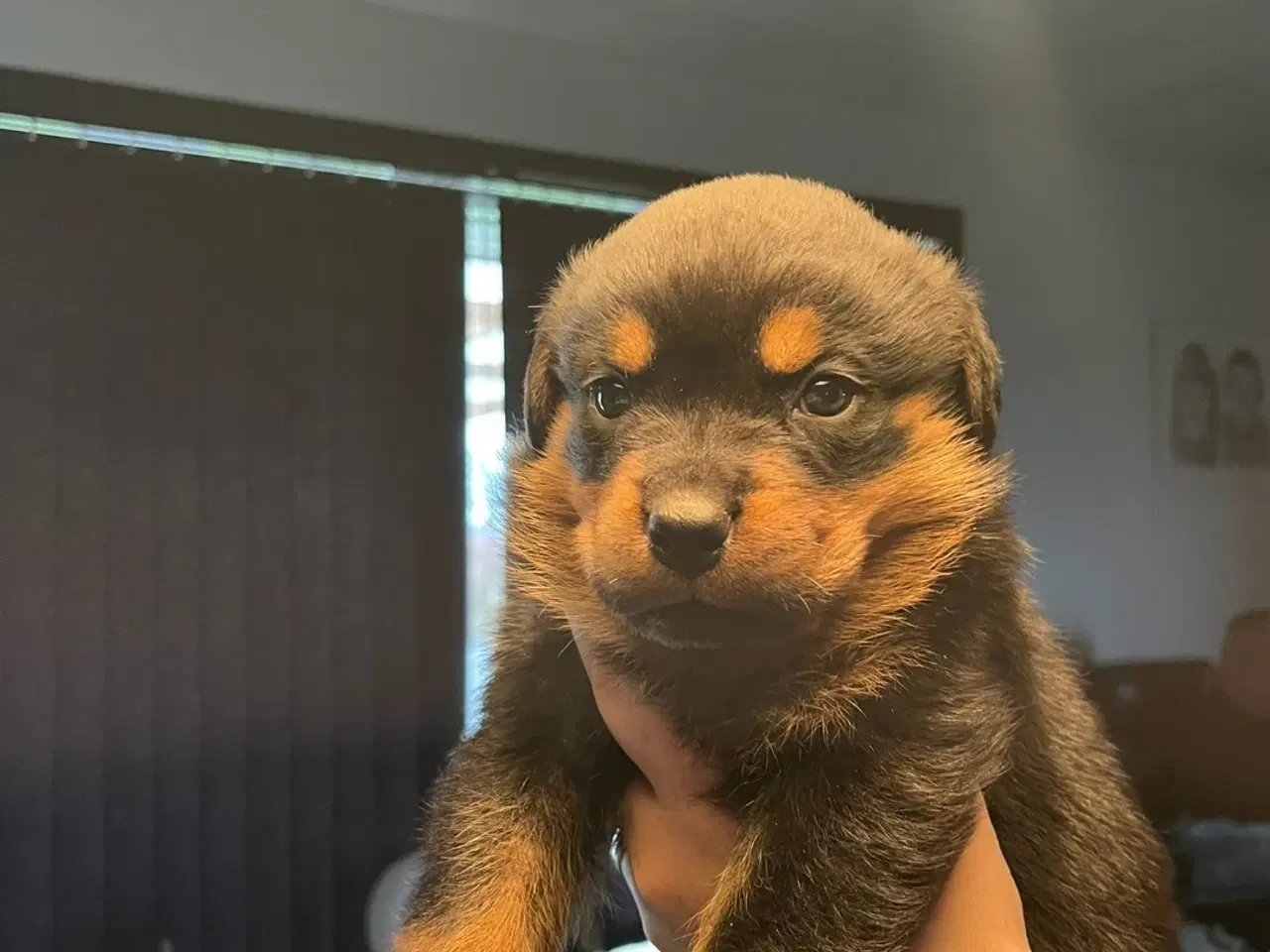 Billede 1 - Ægte Rottweiler 