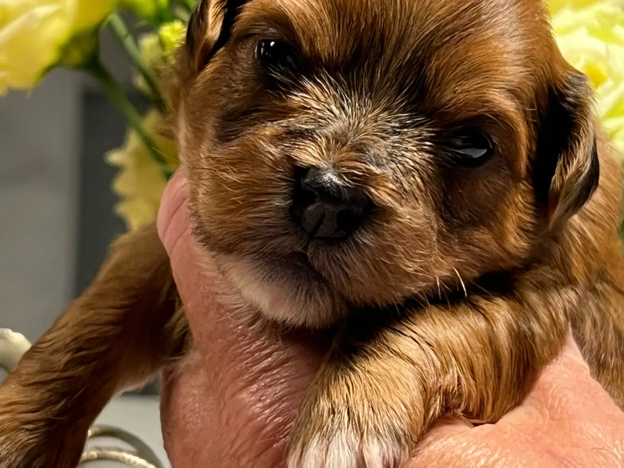 Billede 9 - Smukke Rød Zobel Havanais 