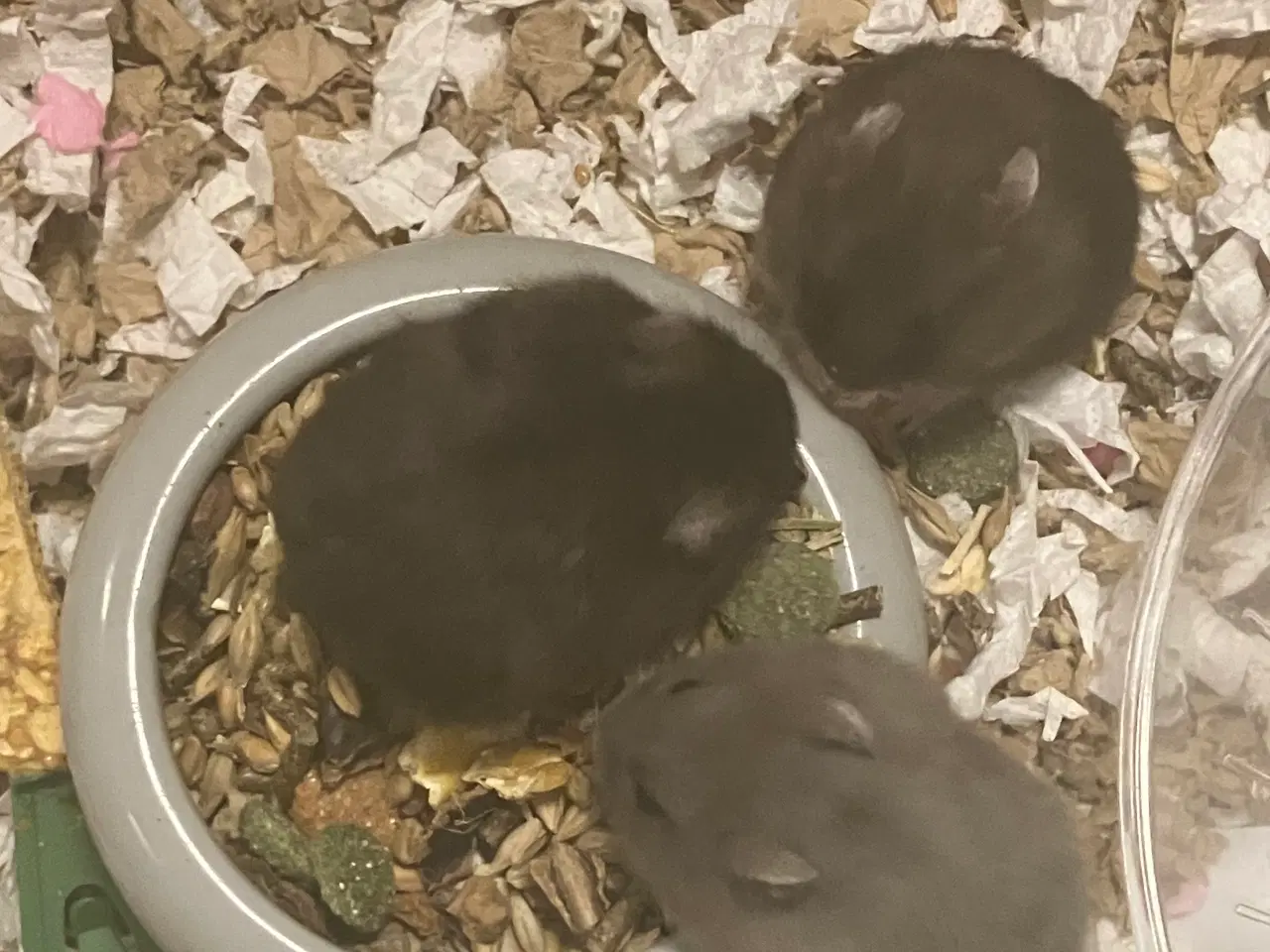 Billede 1 - Dværghamster Unger billige 