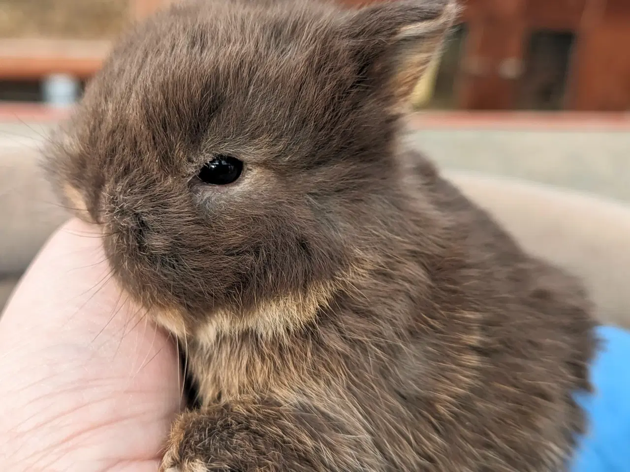 Billede 5 - Hermelin kaninunge sælges 
