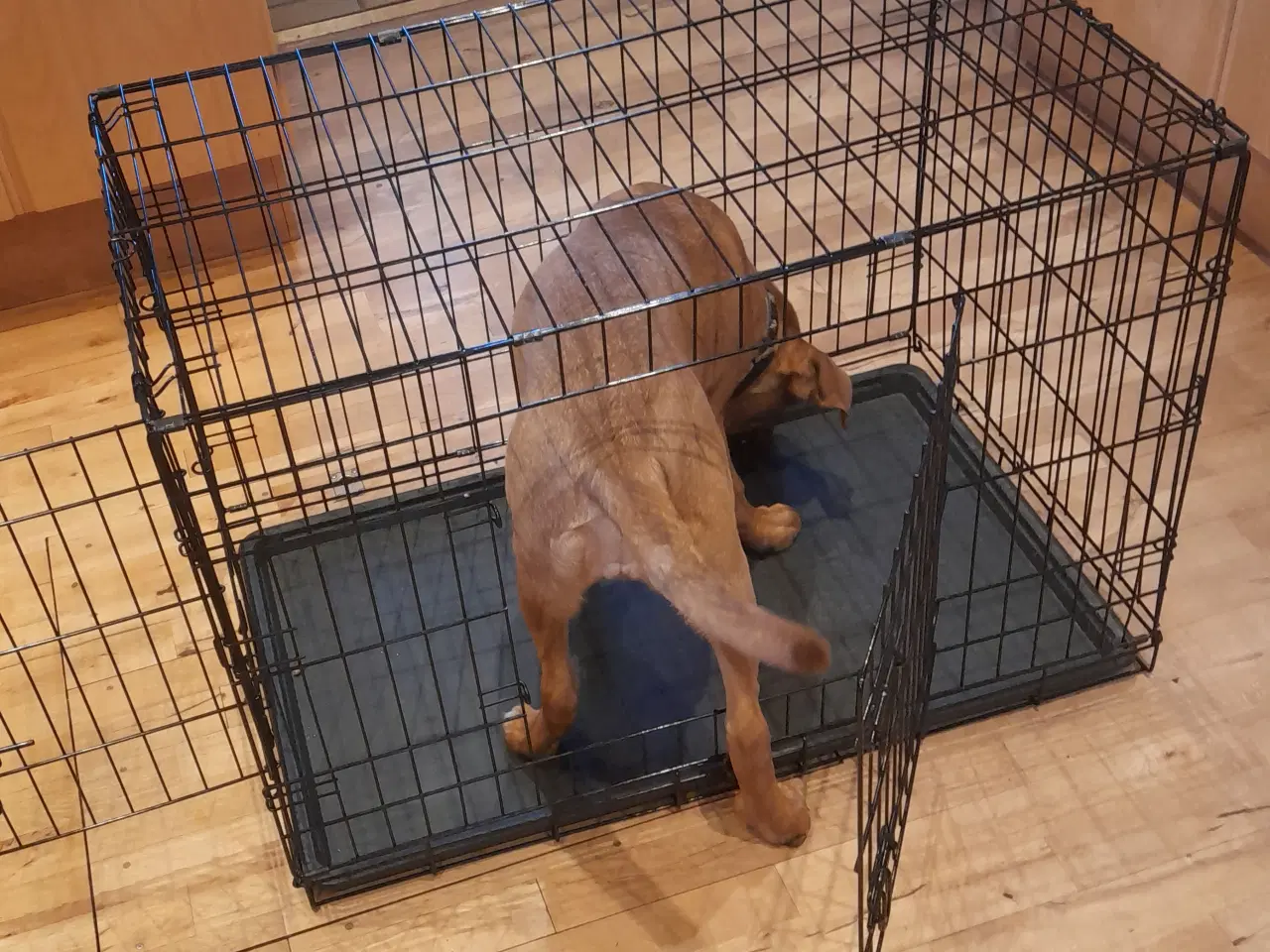 Billede 1 - Sort hundebur i metal med bakke