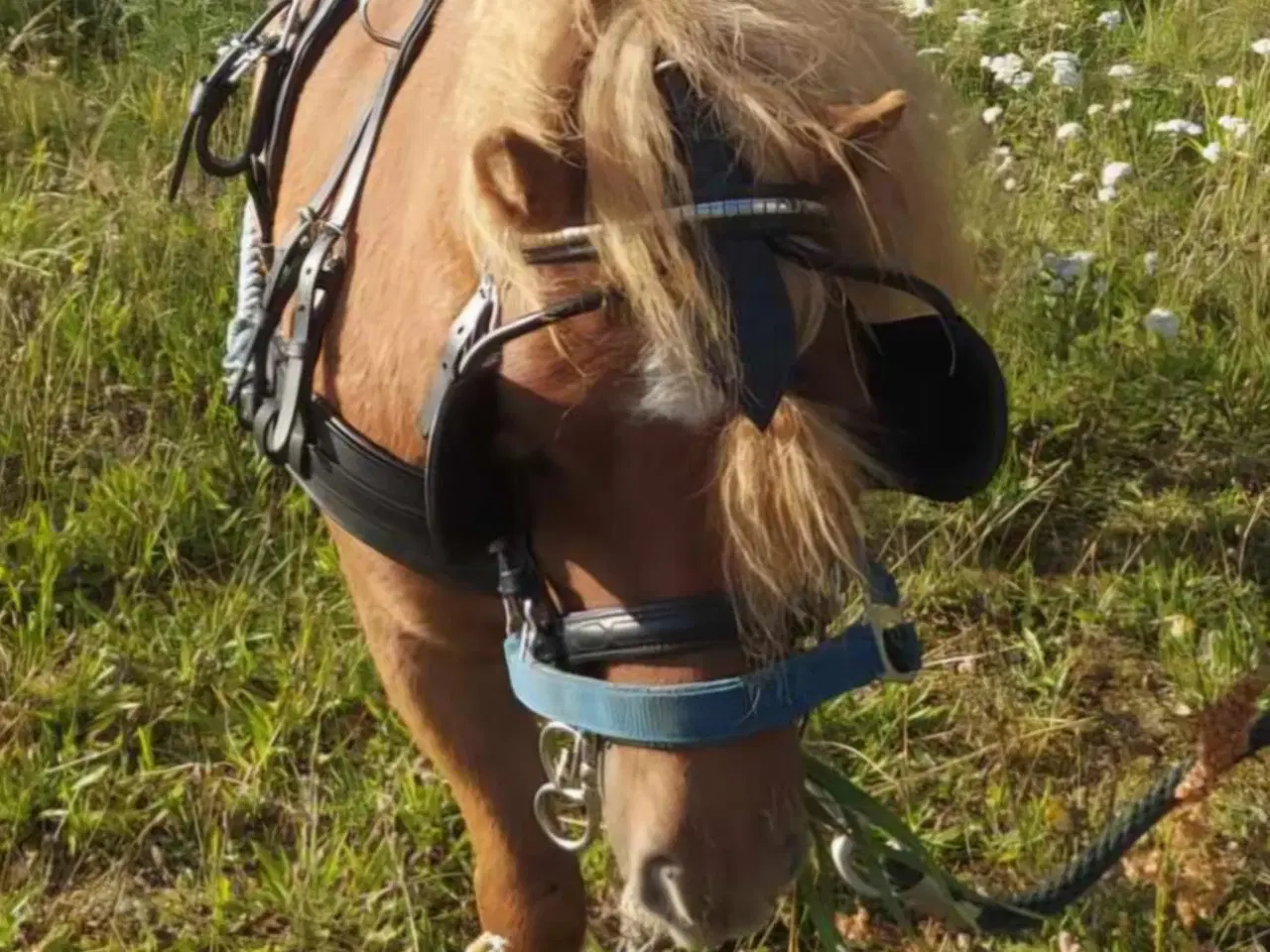 Billede 2 - Kommende køre og børnepony