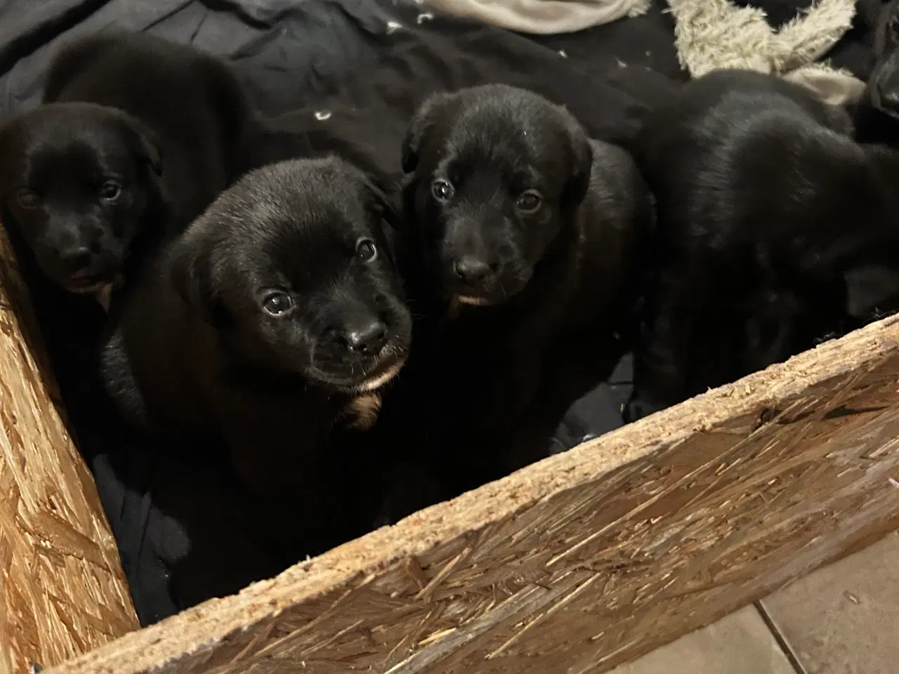 Billede 5 - 3 skønne han hunde 