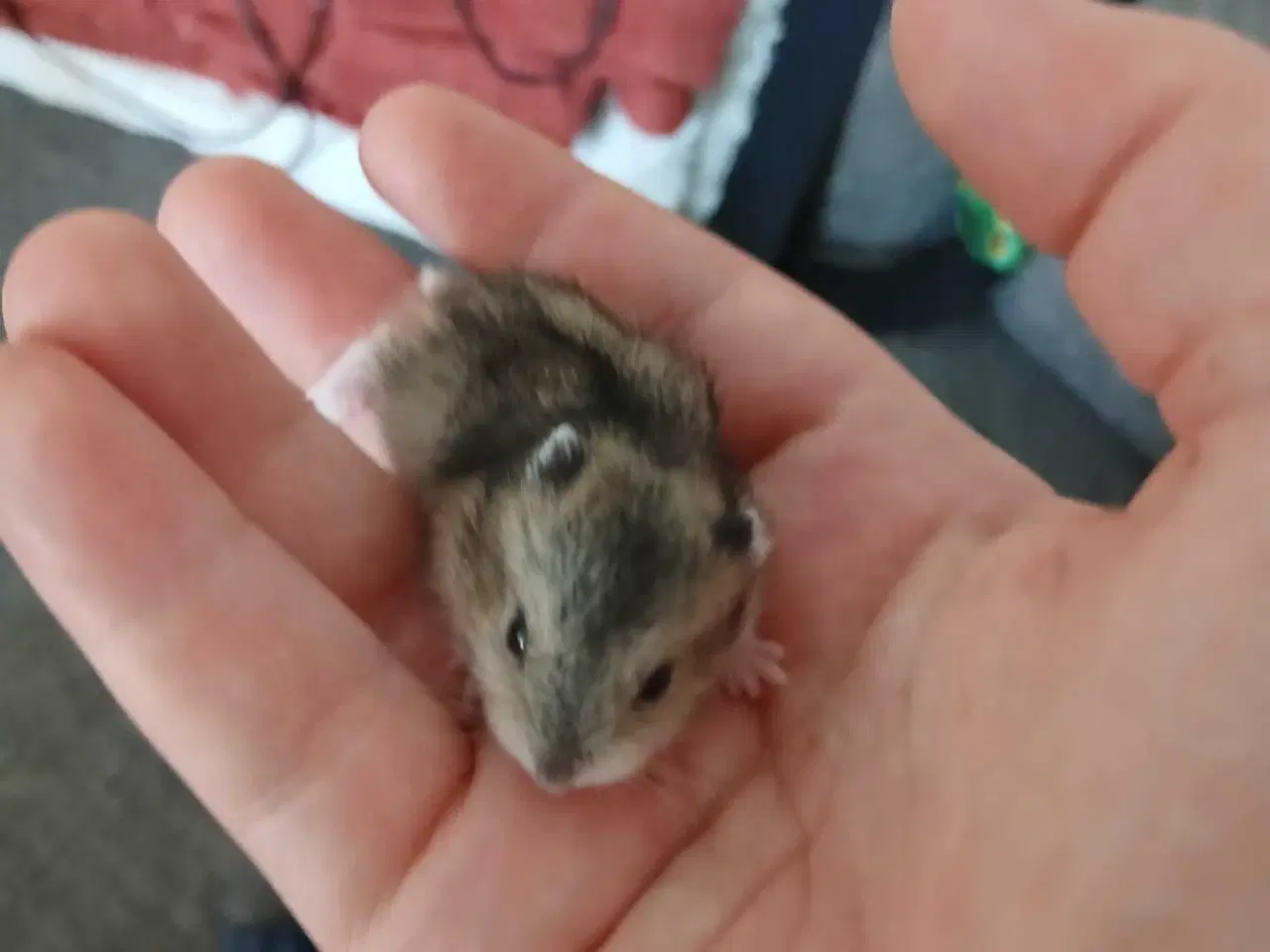 Billede 4 - Dværghamster unger 