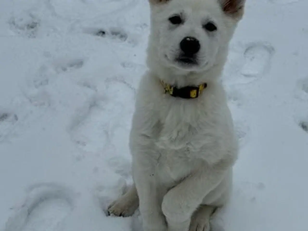 Billede 1 - Lækker blød hvid bamse 