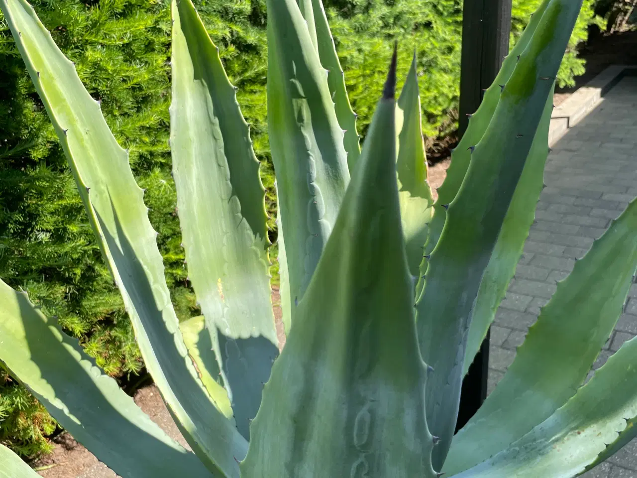 Billede 2 - Agave