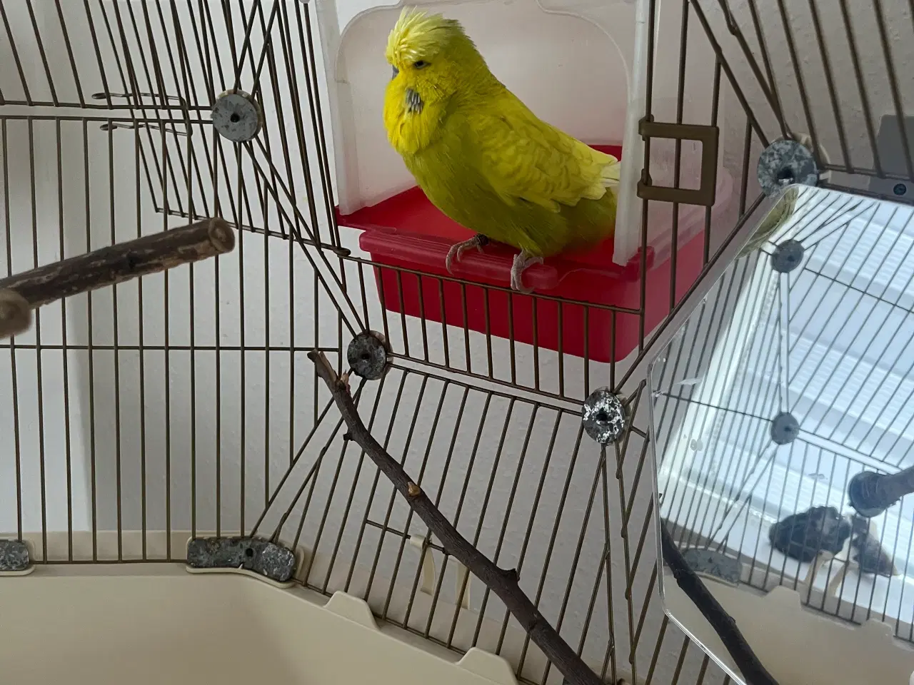 Billede 1 - Stort Geo fuglebur