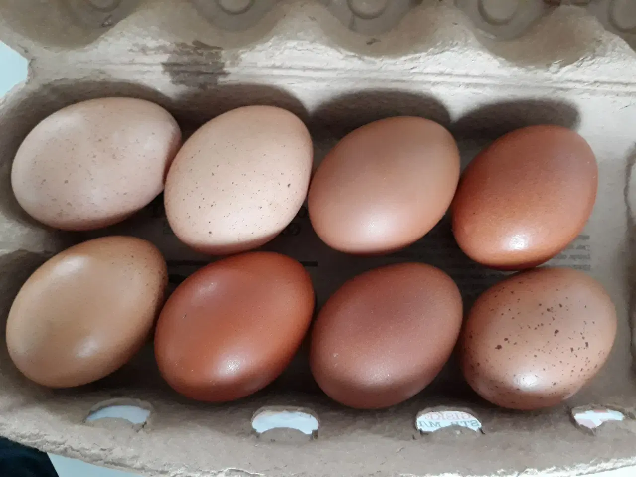 Billede 2 - Dværgmaraner 