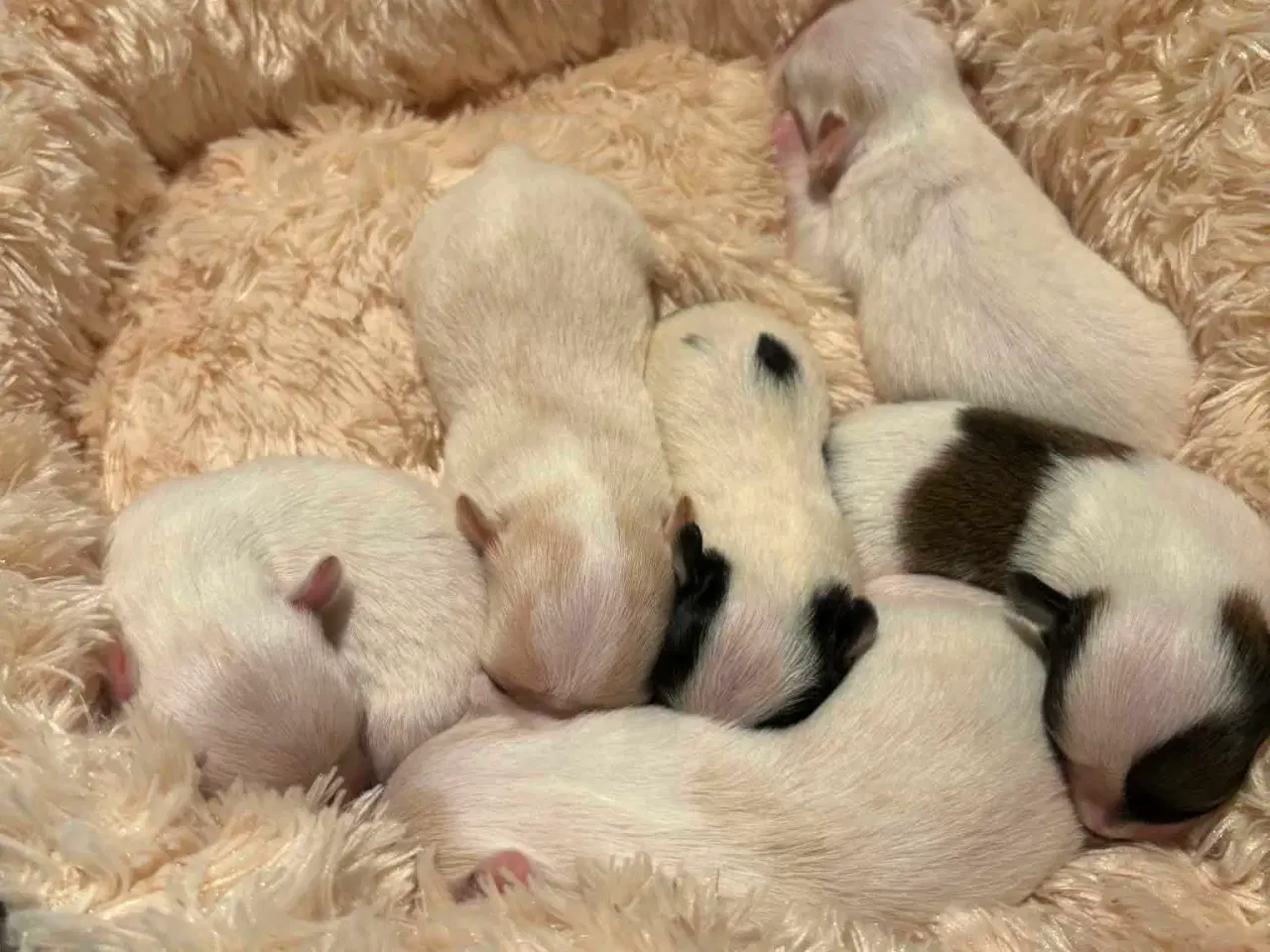 Billede 7 -  Hvalpe ( SOLGT ) 