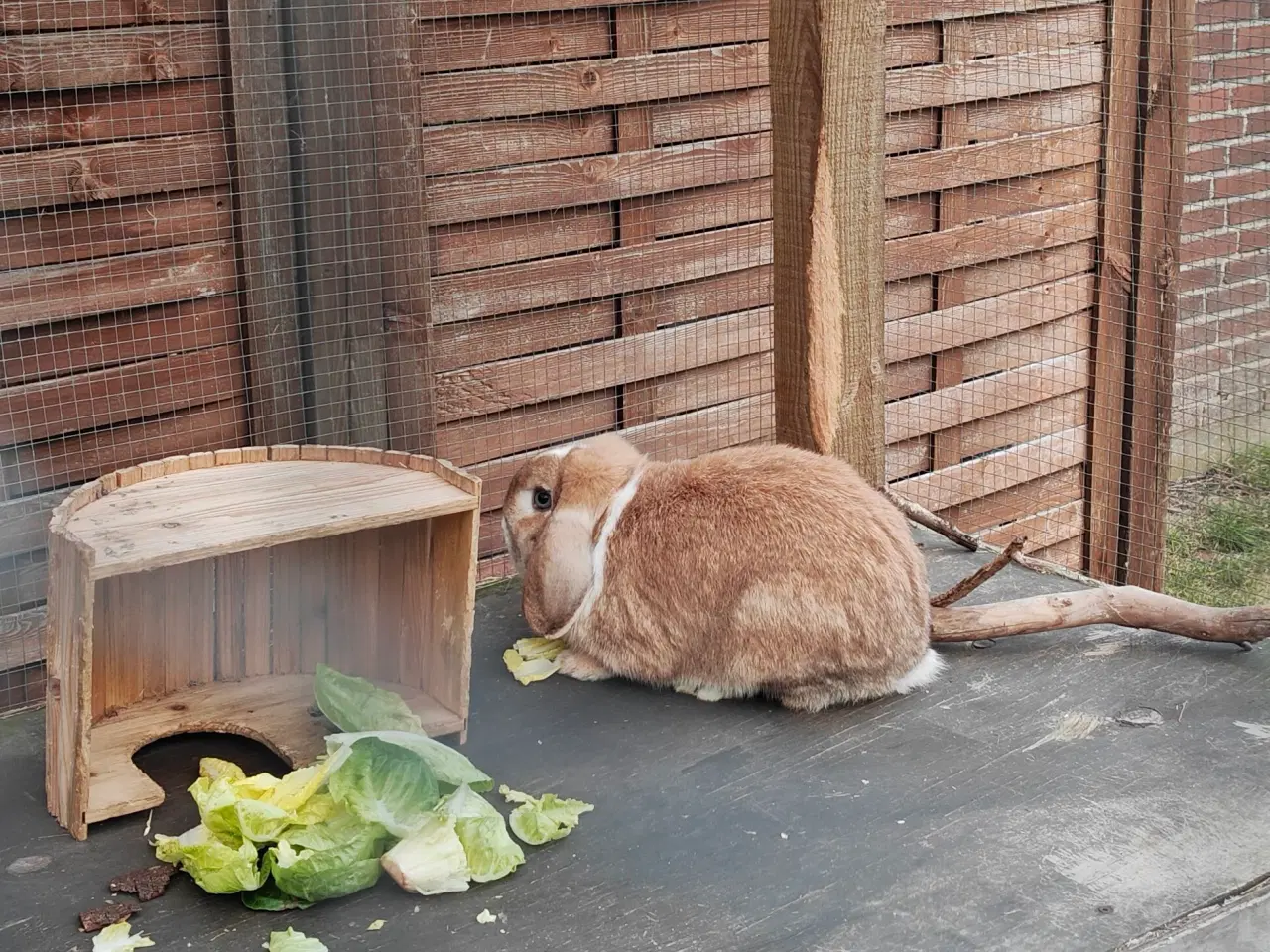 Billede 5 - Dværgkanin-par søger trygt og blivende hjem