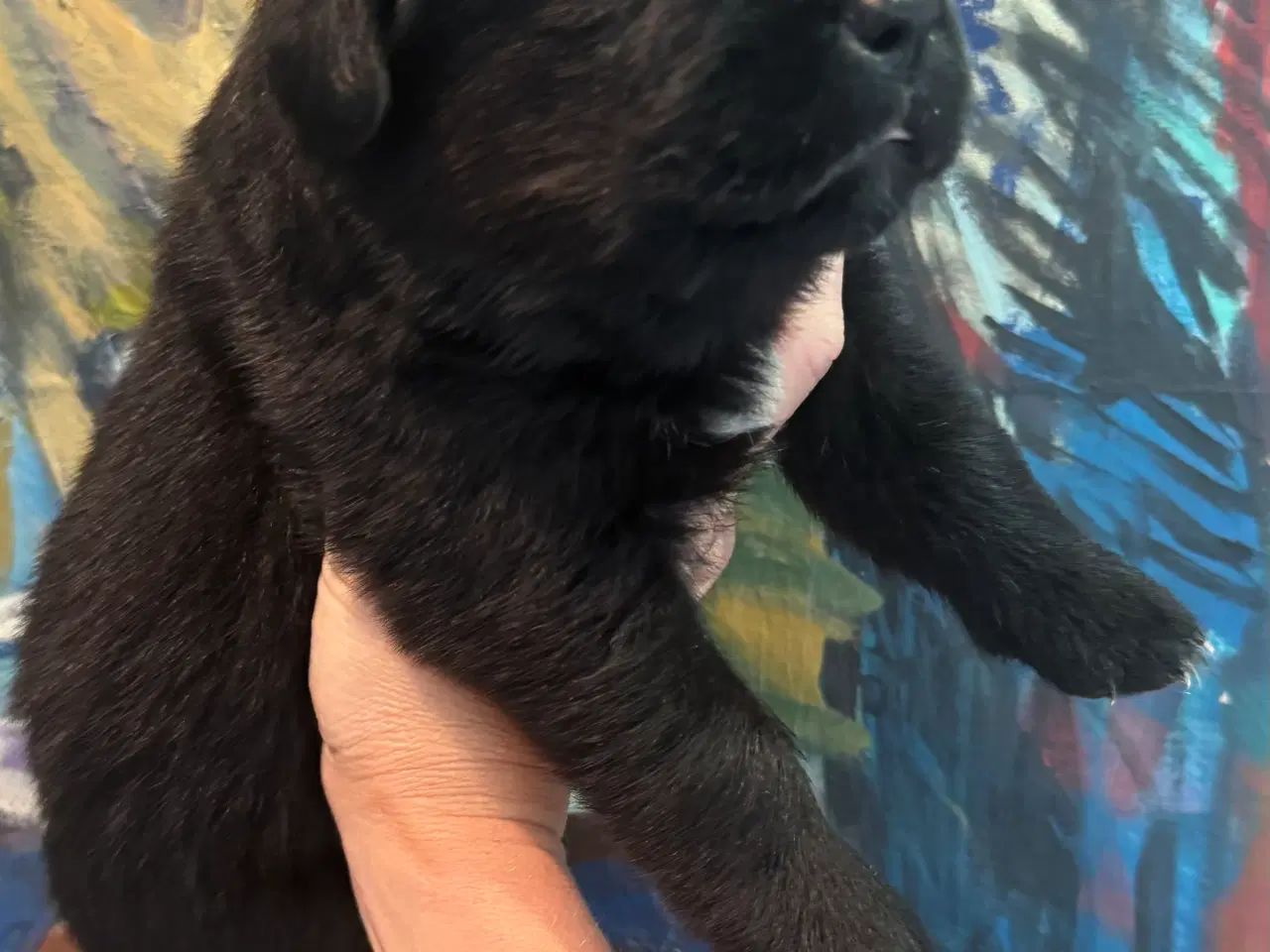 Billede 11 - Golden Retriever & Rottweiler mix