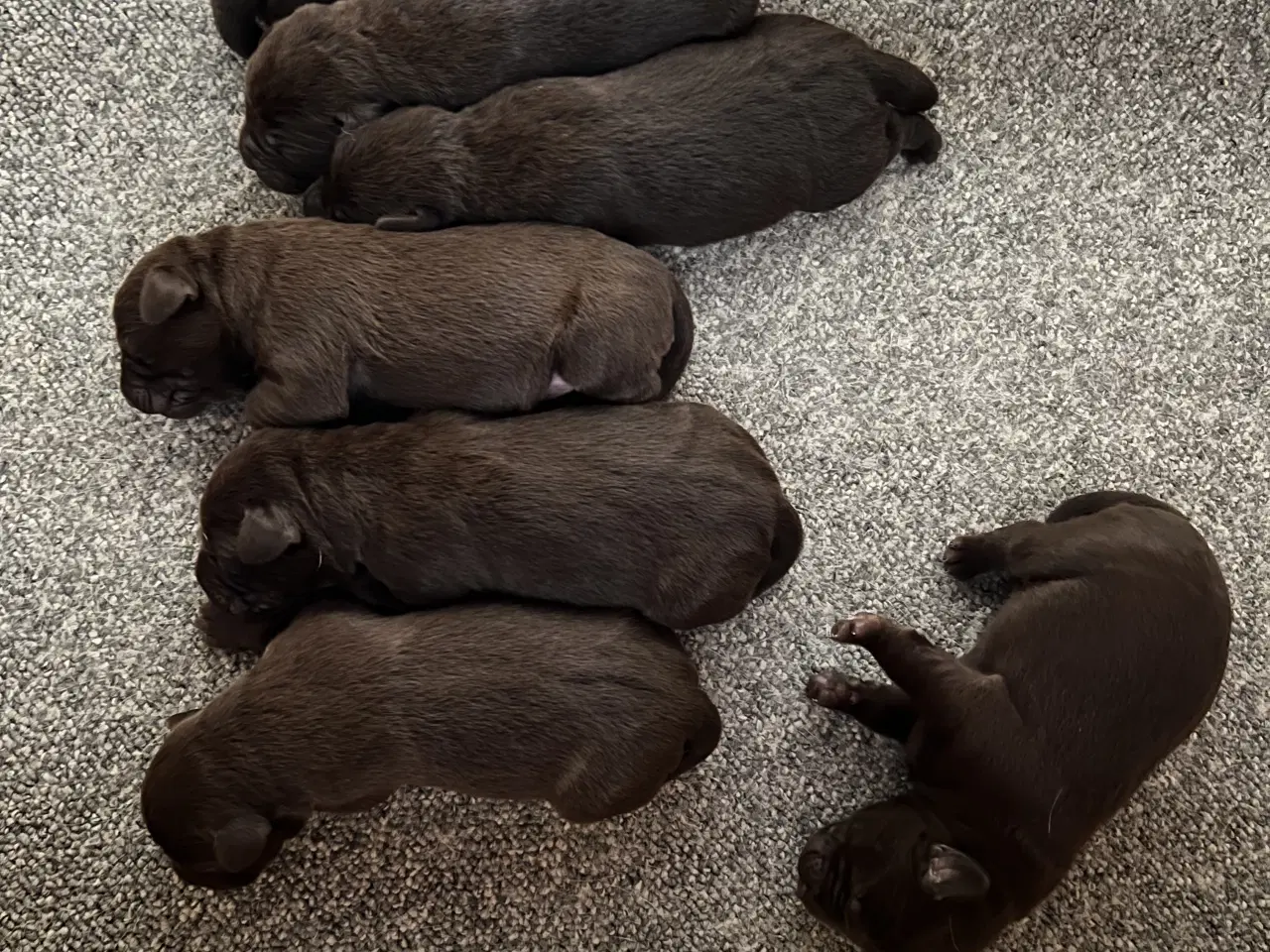 Billede 2 - Brune labrador hvalpe