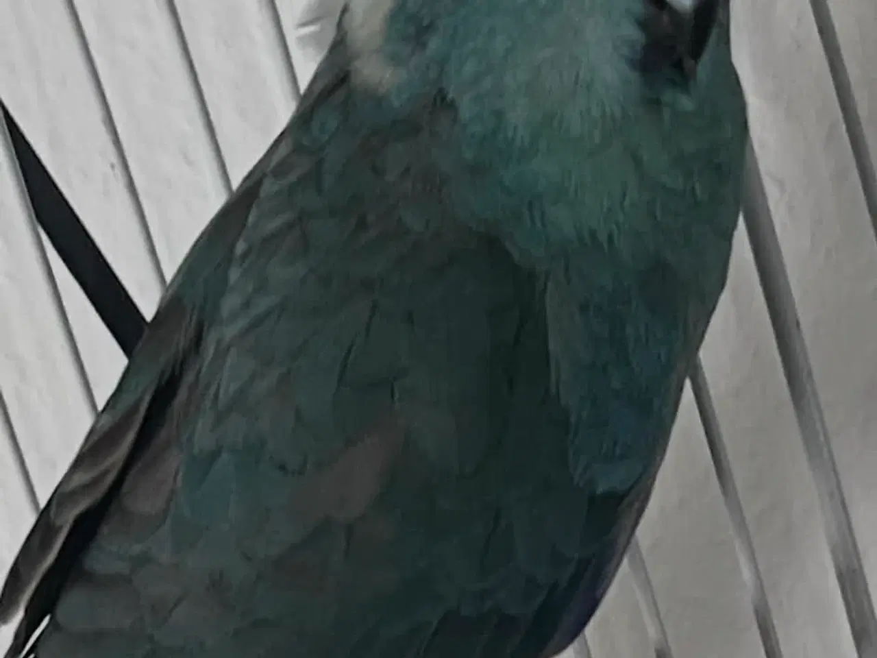 Billede 1 - Gedeparakit par - grøn og tyrkisk