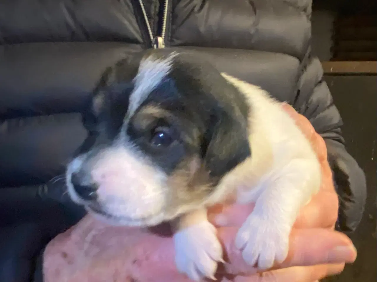 Billede 1 - Dansksvensk gårdhund til salg