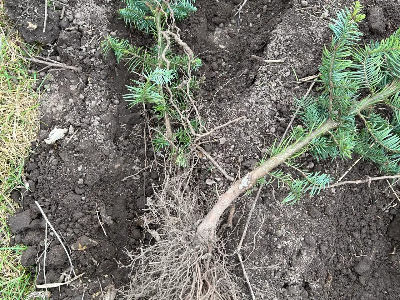 Billede 3 - Nordmannsgran /Nobilis