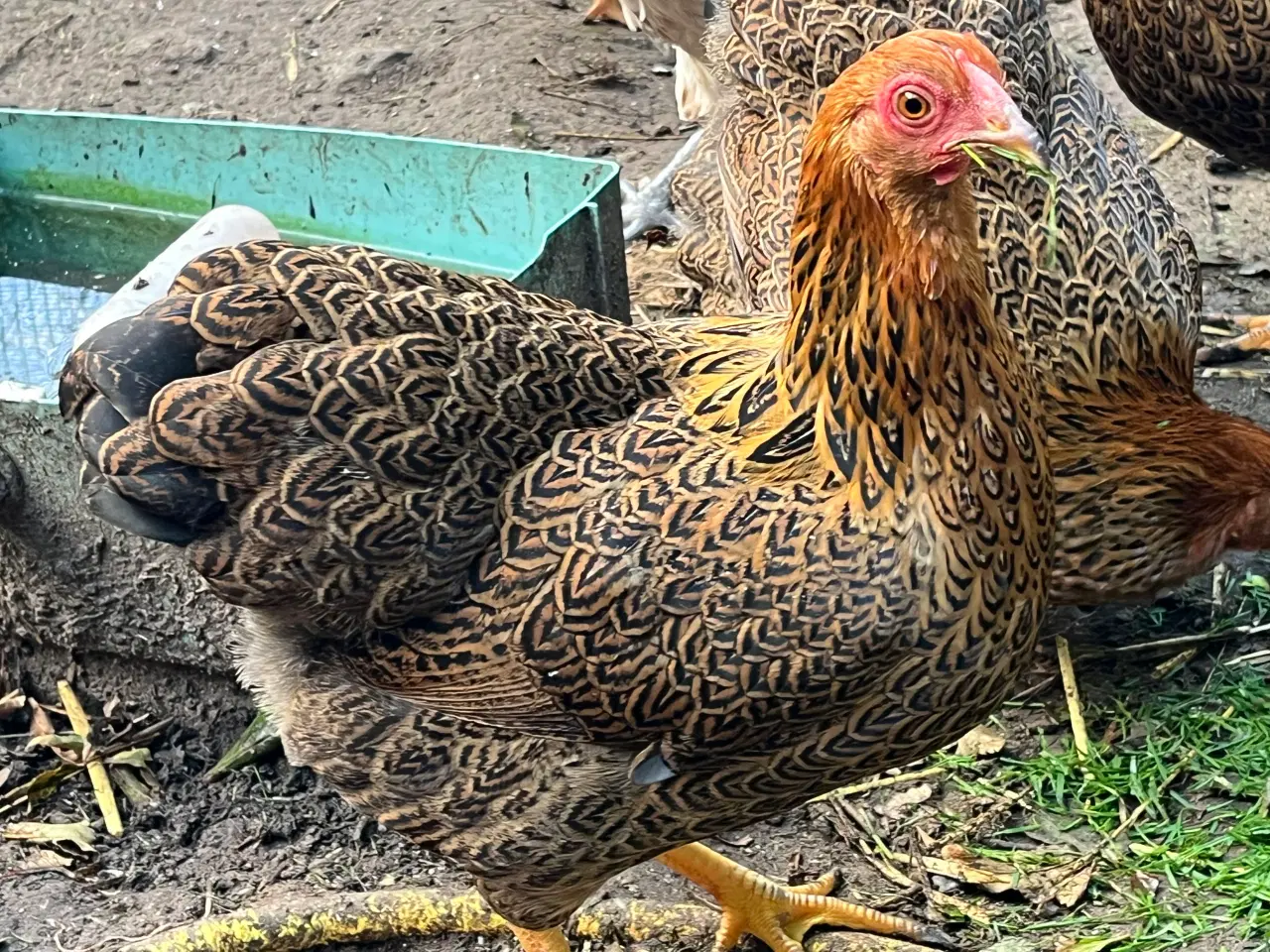 Billede 1 - Agerhønefarvet Dværgwyandotter 