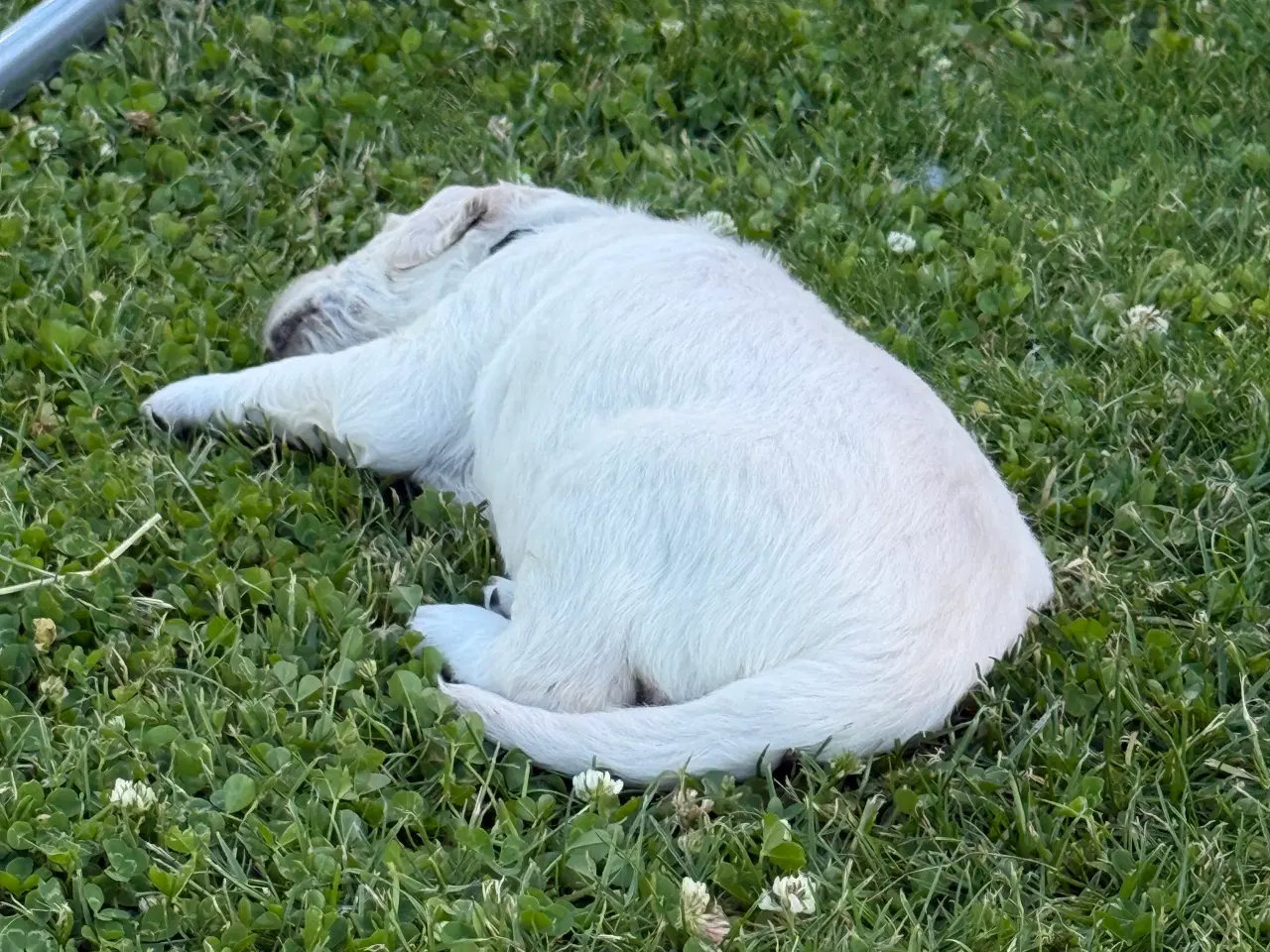 Billede 11 - Golden Retriever hvalpe 