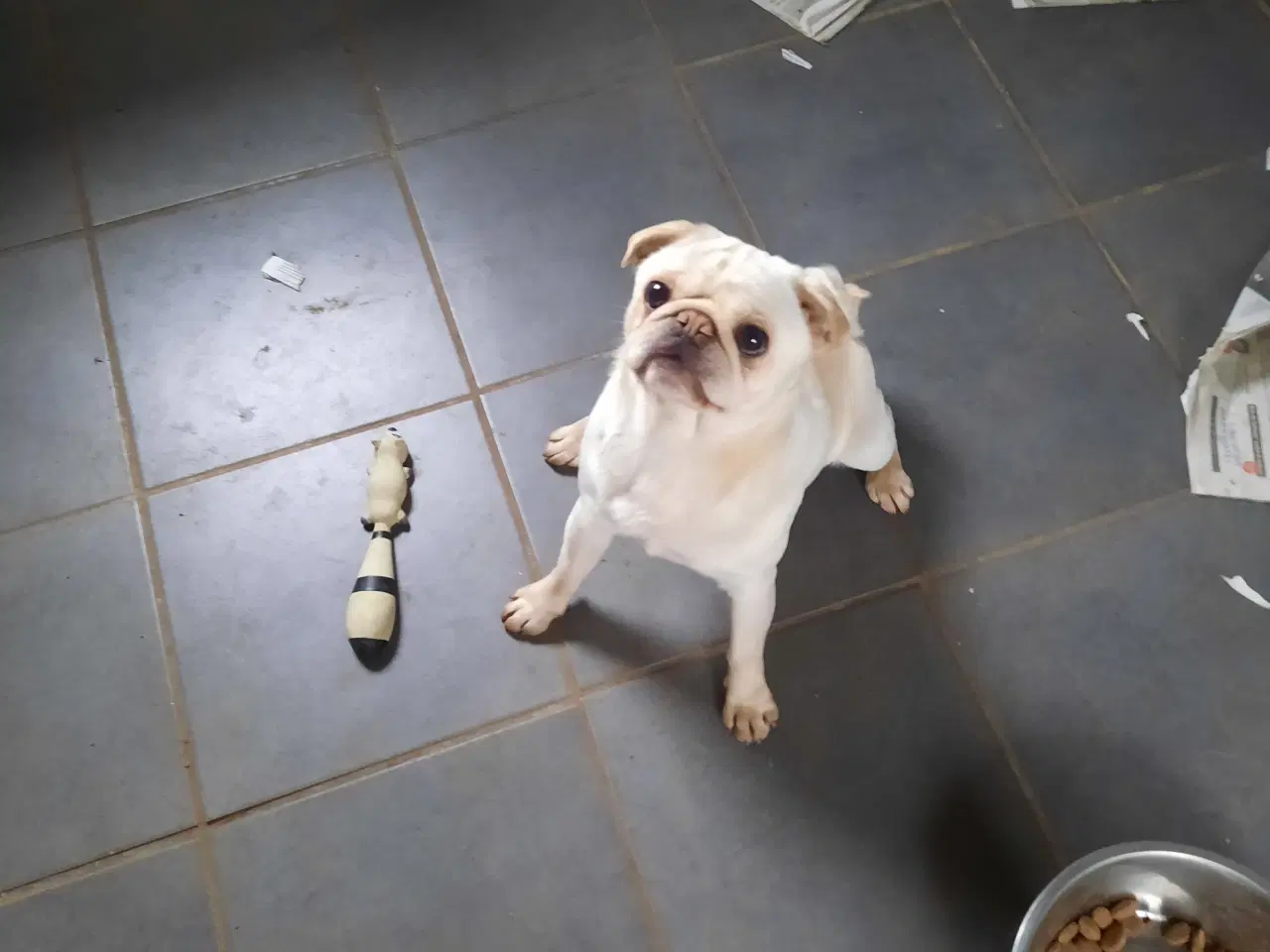 Billede 2 - Mops