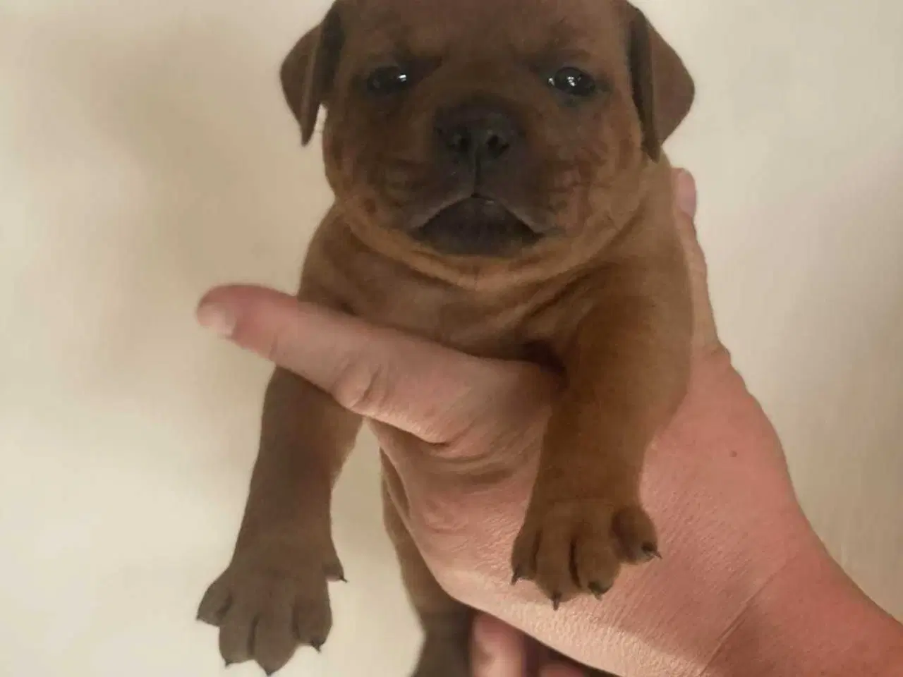 Billede 10 - Smukke Staffordshire Bull Terrier hvalpe DKK 