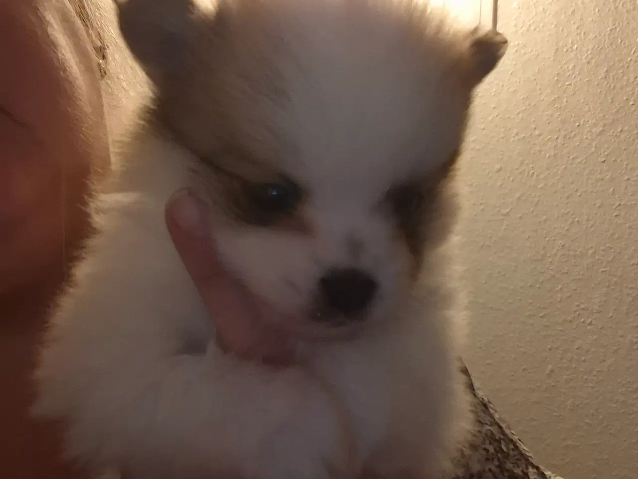 Billede 5 - 2 lækkerer pommeranian drenge klar til nyt fanilie