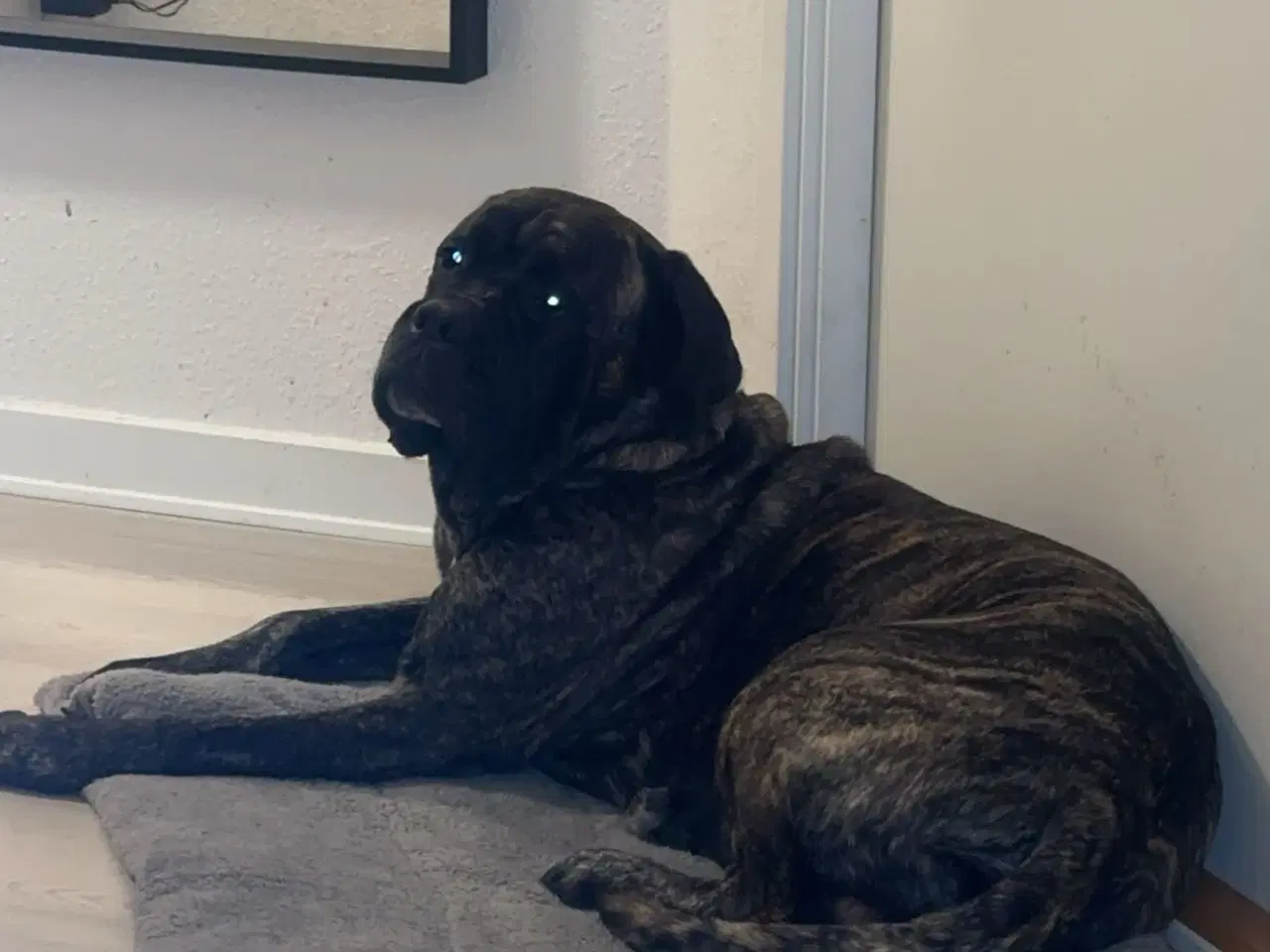 Billede 4 - Cane Corso 3 år