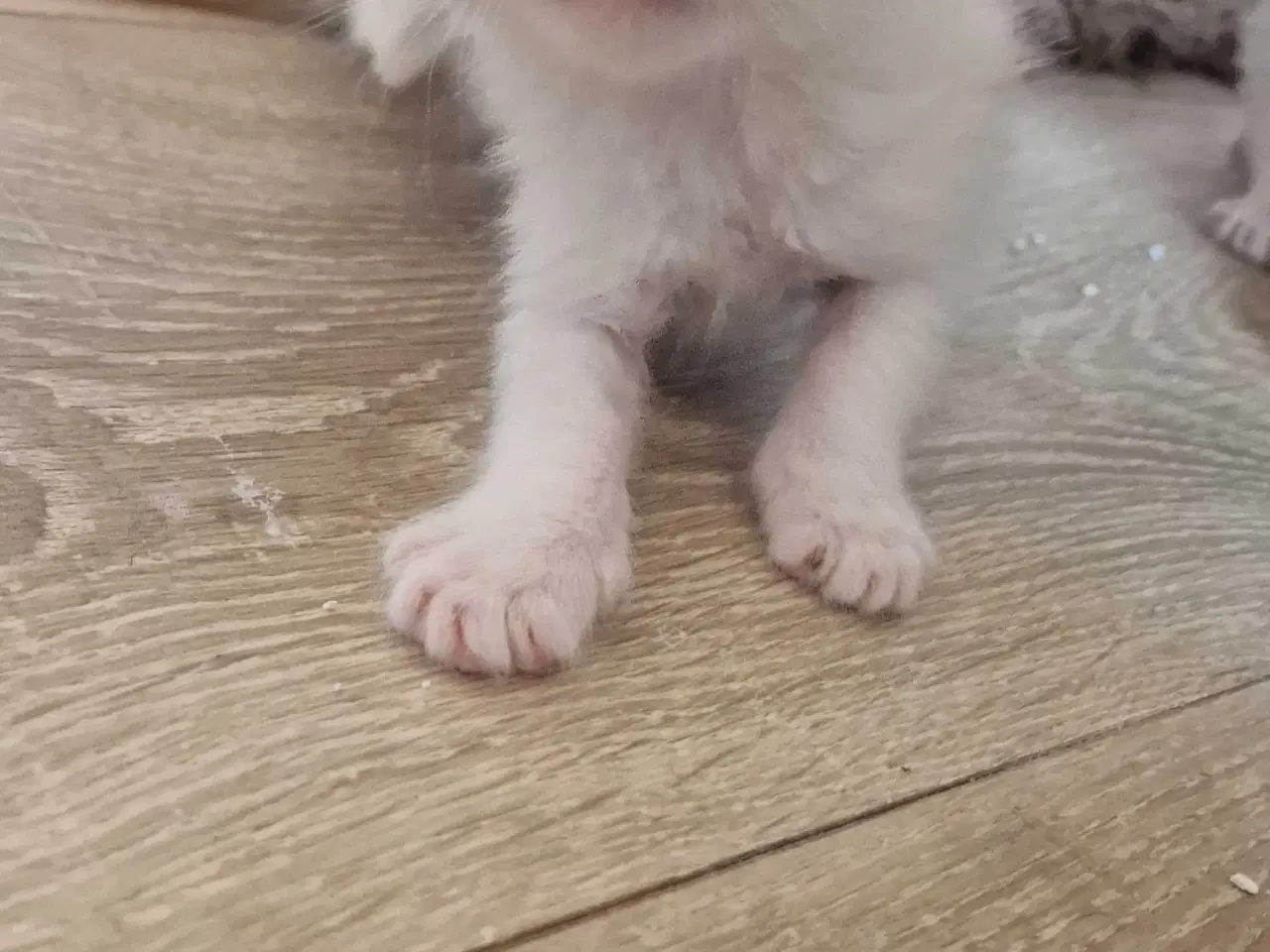 Billede 2 - Mainecoon killinger 