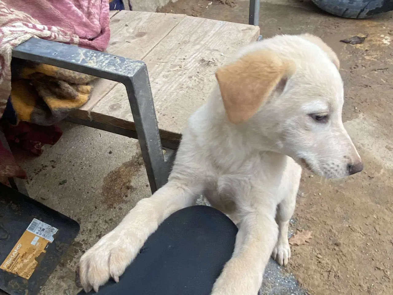 Billede 6 - Åh åh åh Buster… kigger efter sin familie