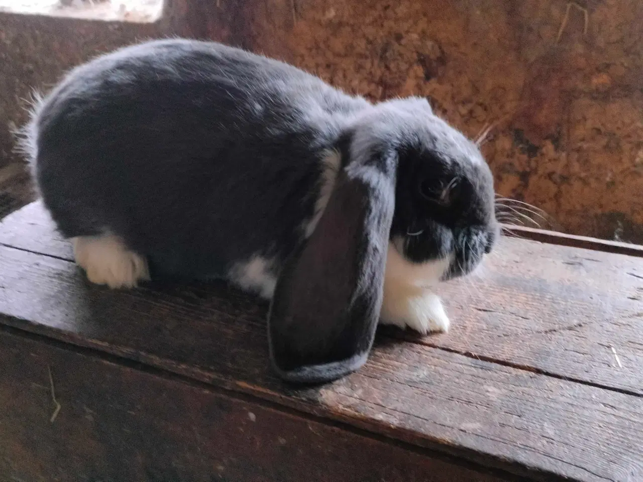 Billede 1 - Fransk vædder 