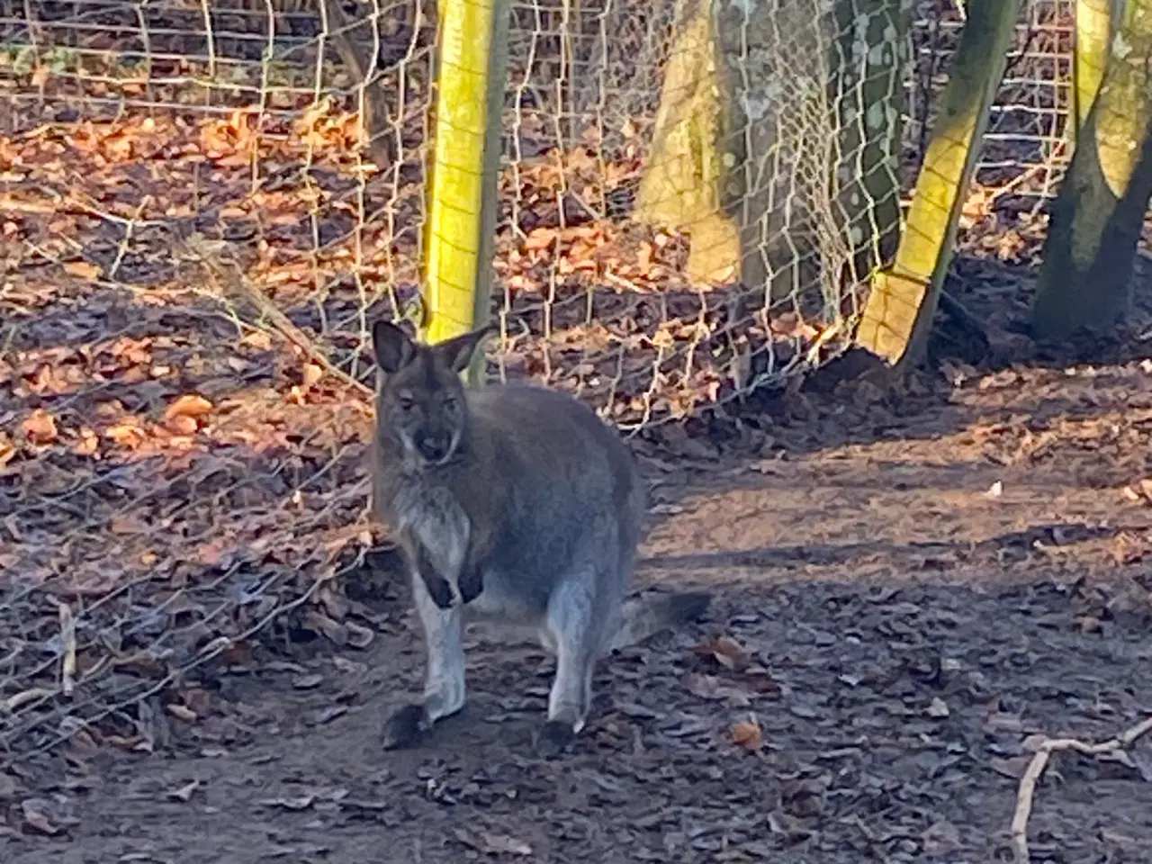 Billede 2 - Bennets kænguru 