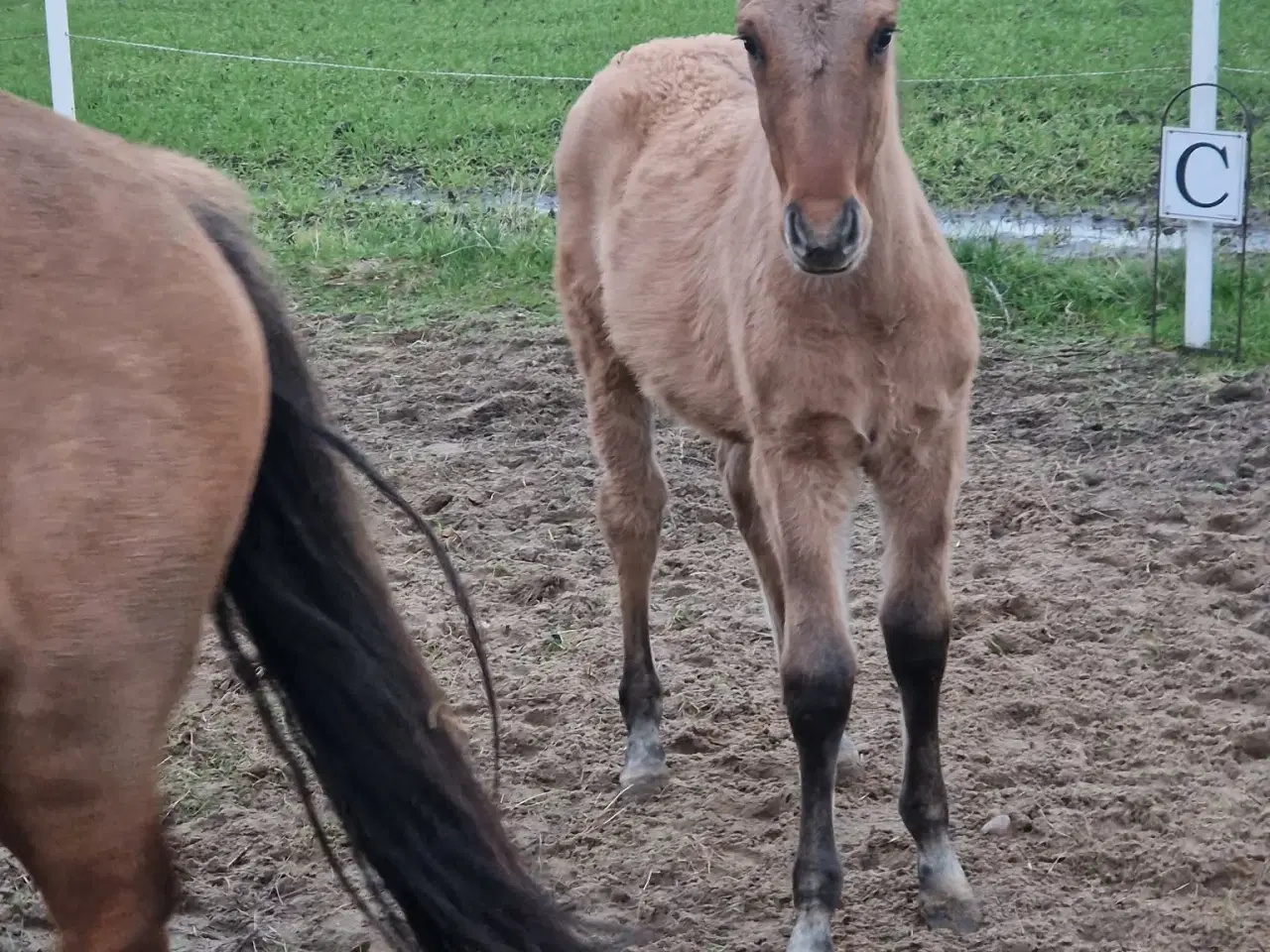 Billede 7 - Hoppe og hingsteplag sælges.