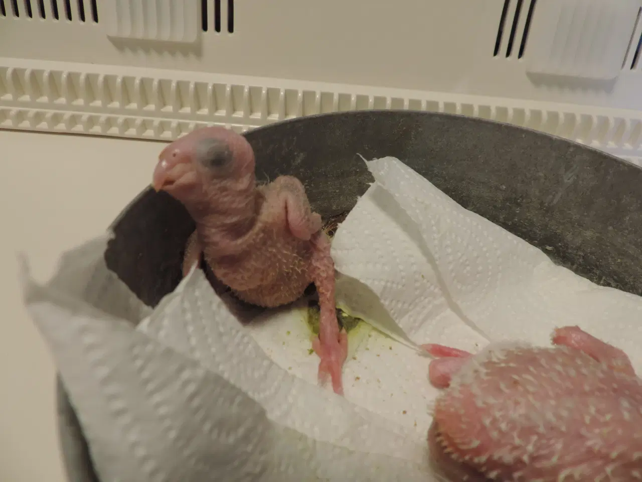 Billede 4 - Conurer til håndopmadning.